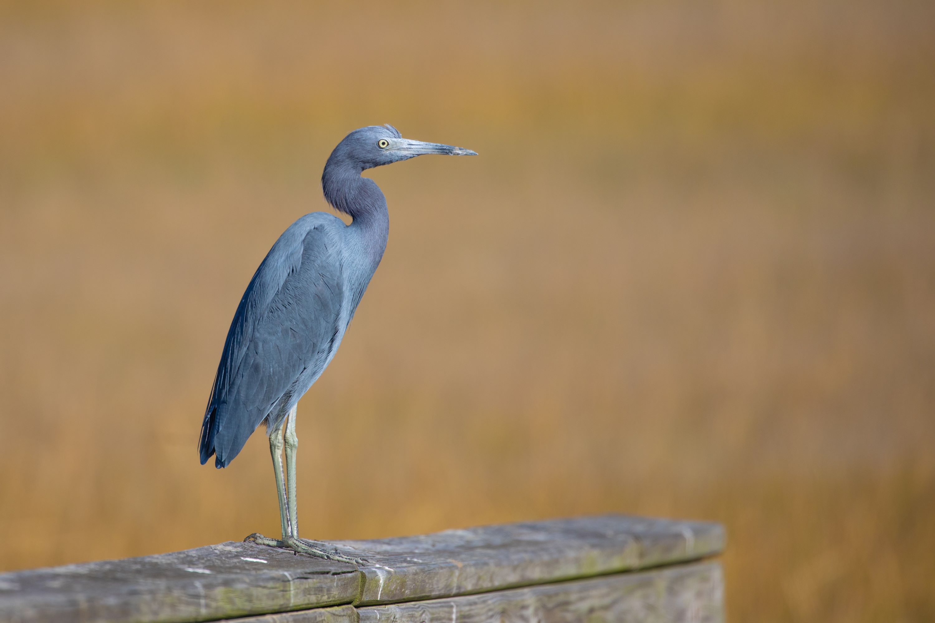 The Little Blue Heron