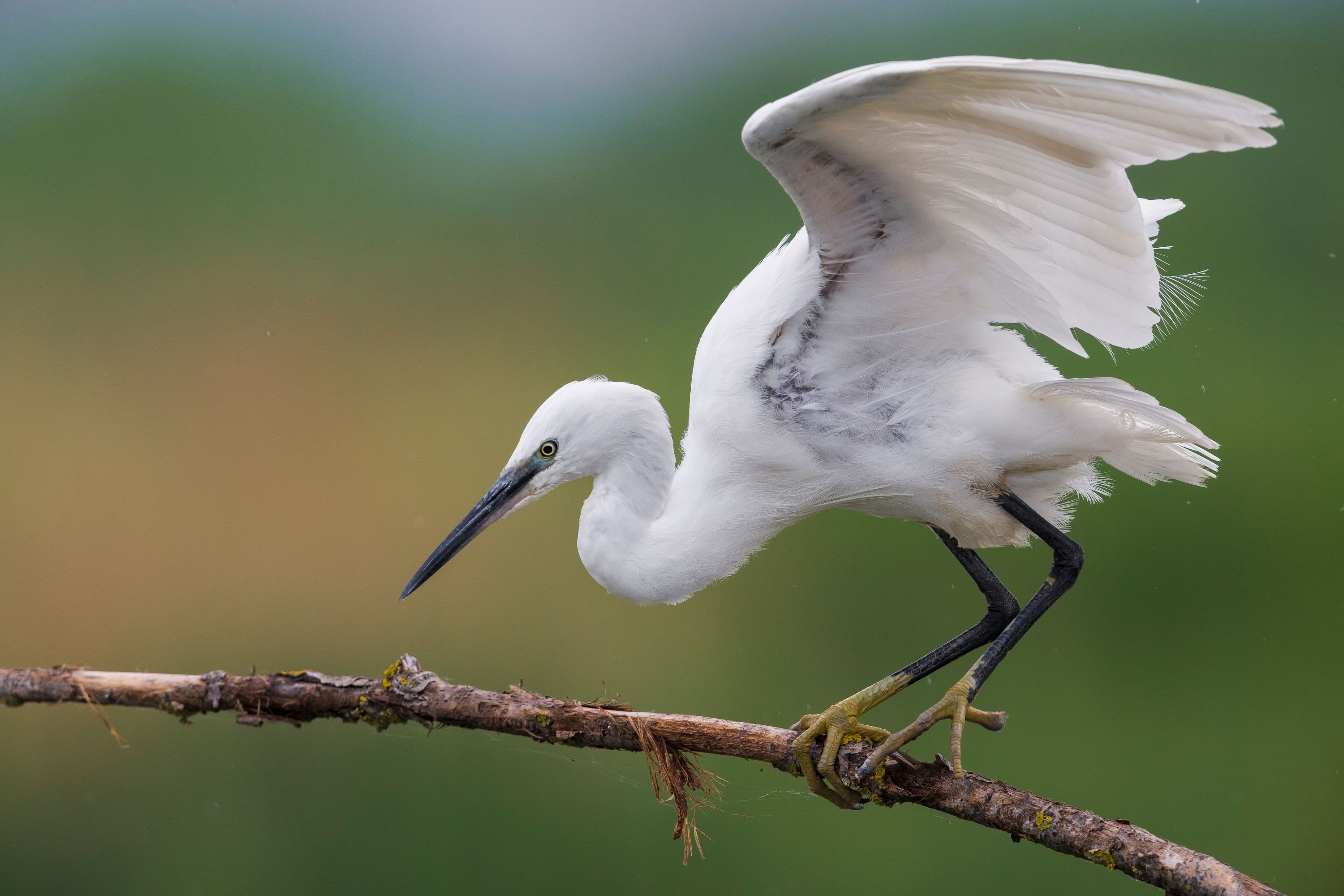 The Little Egret