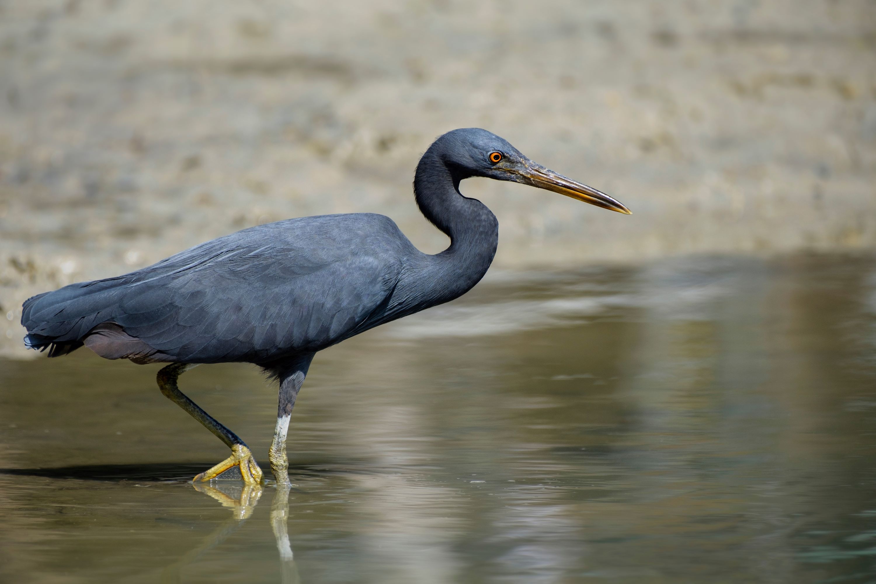 The Pacific Reef Heron