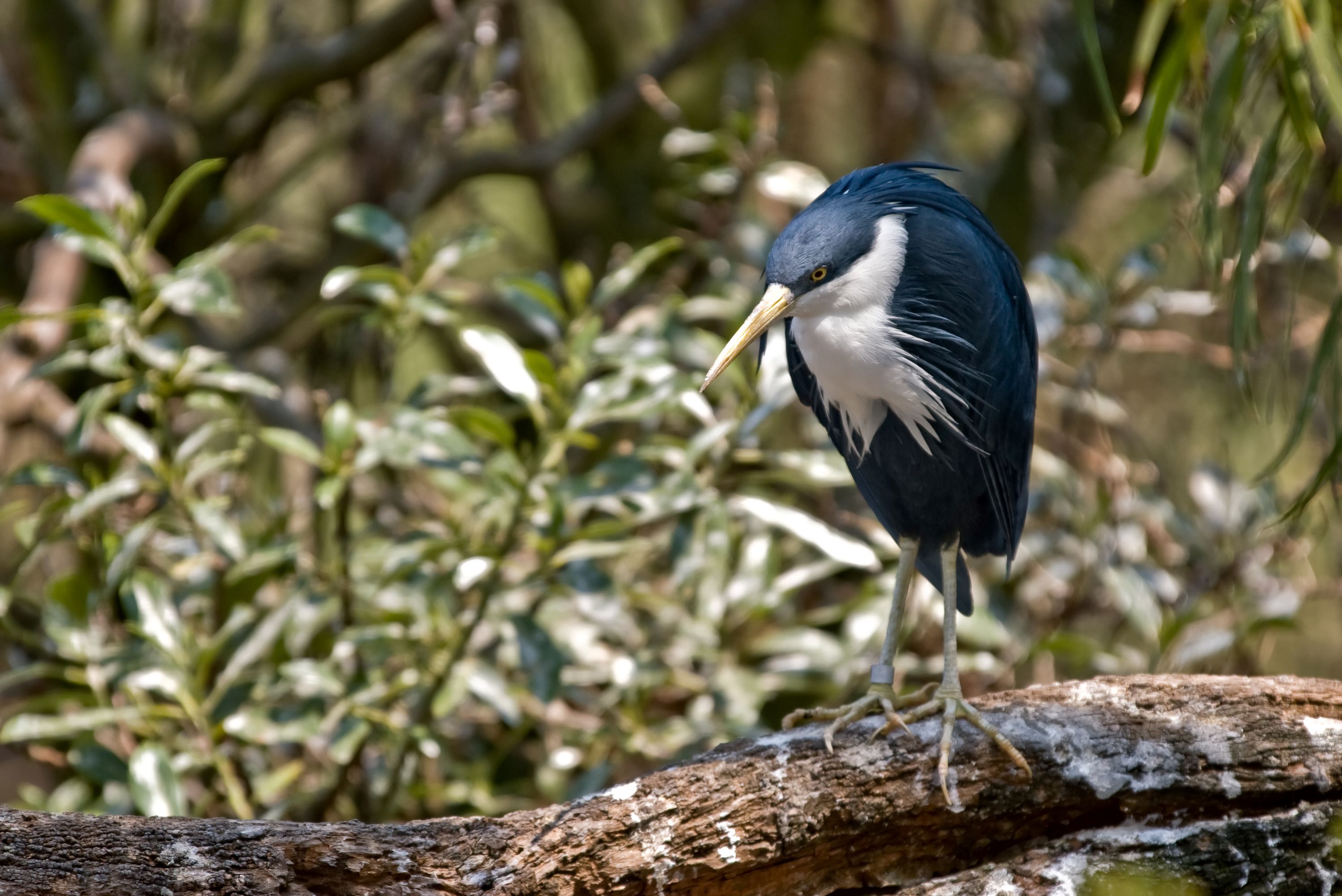 The Pied Heron