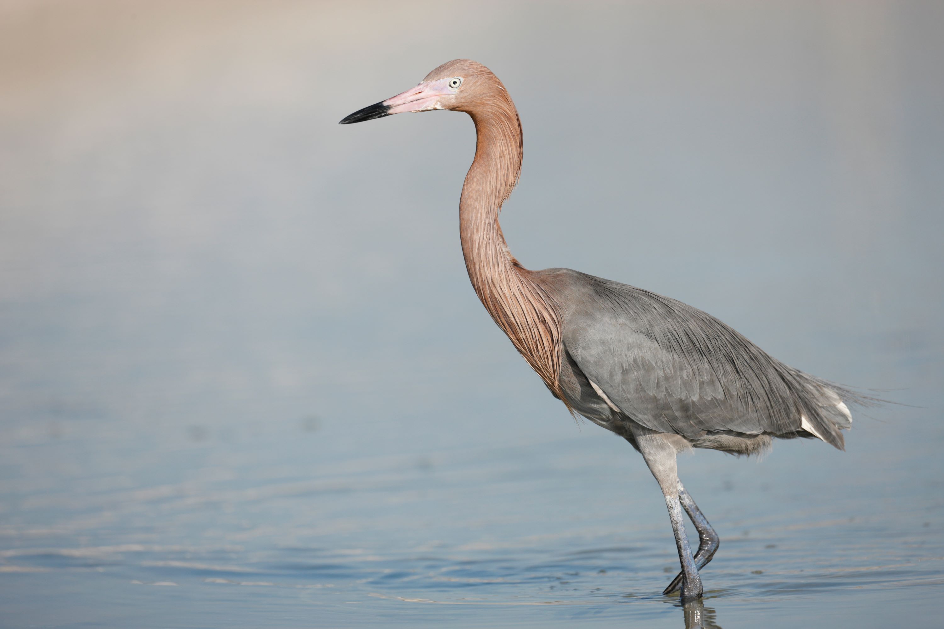 The Reddish Egret