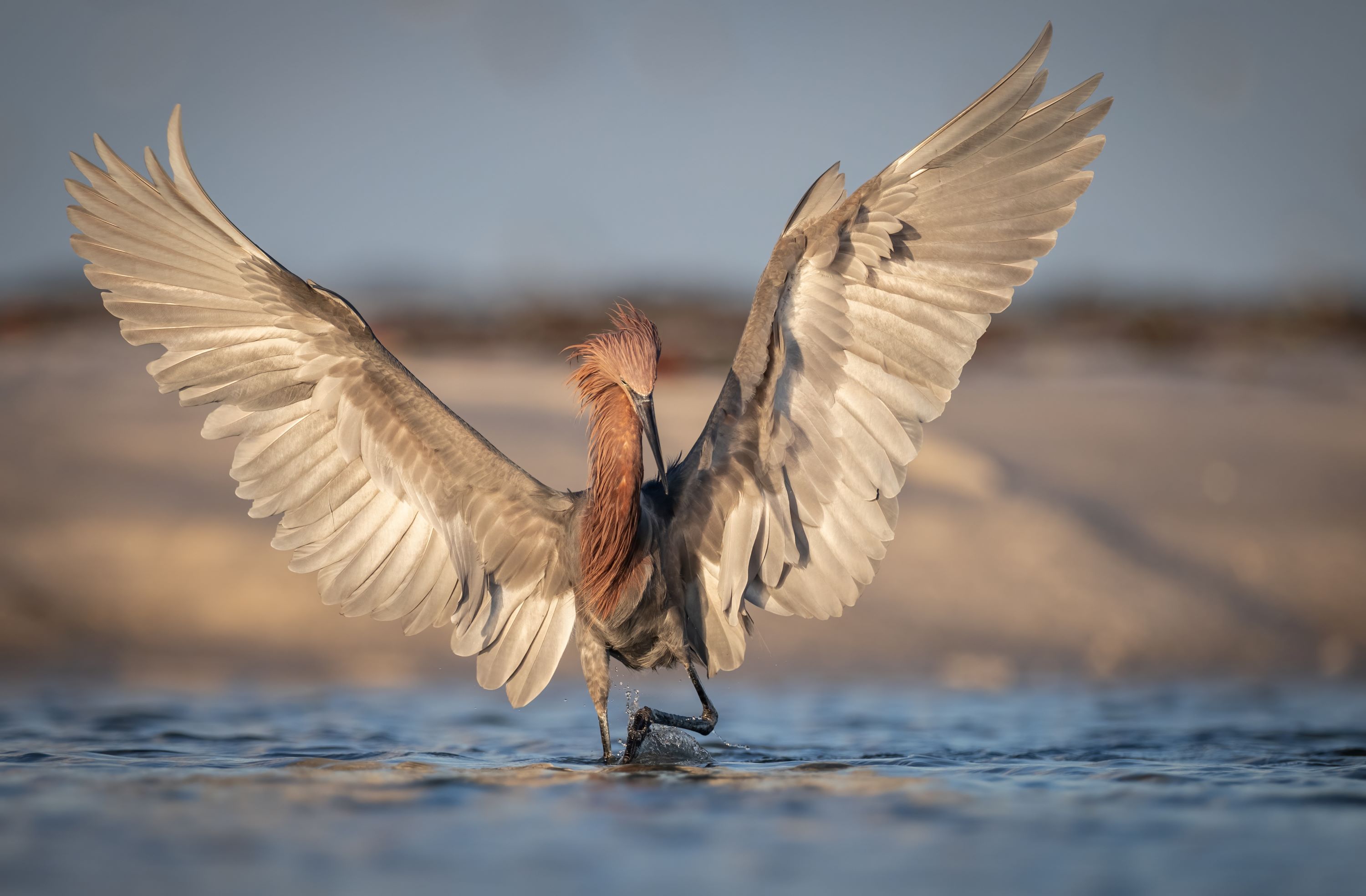 The Reddish Egret