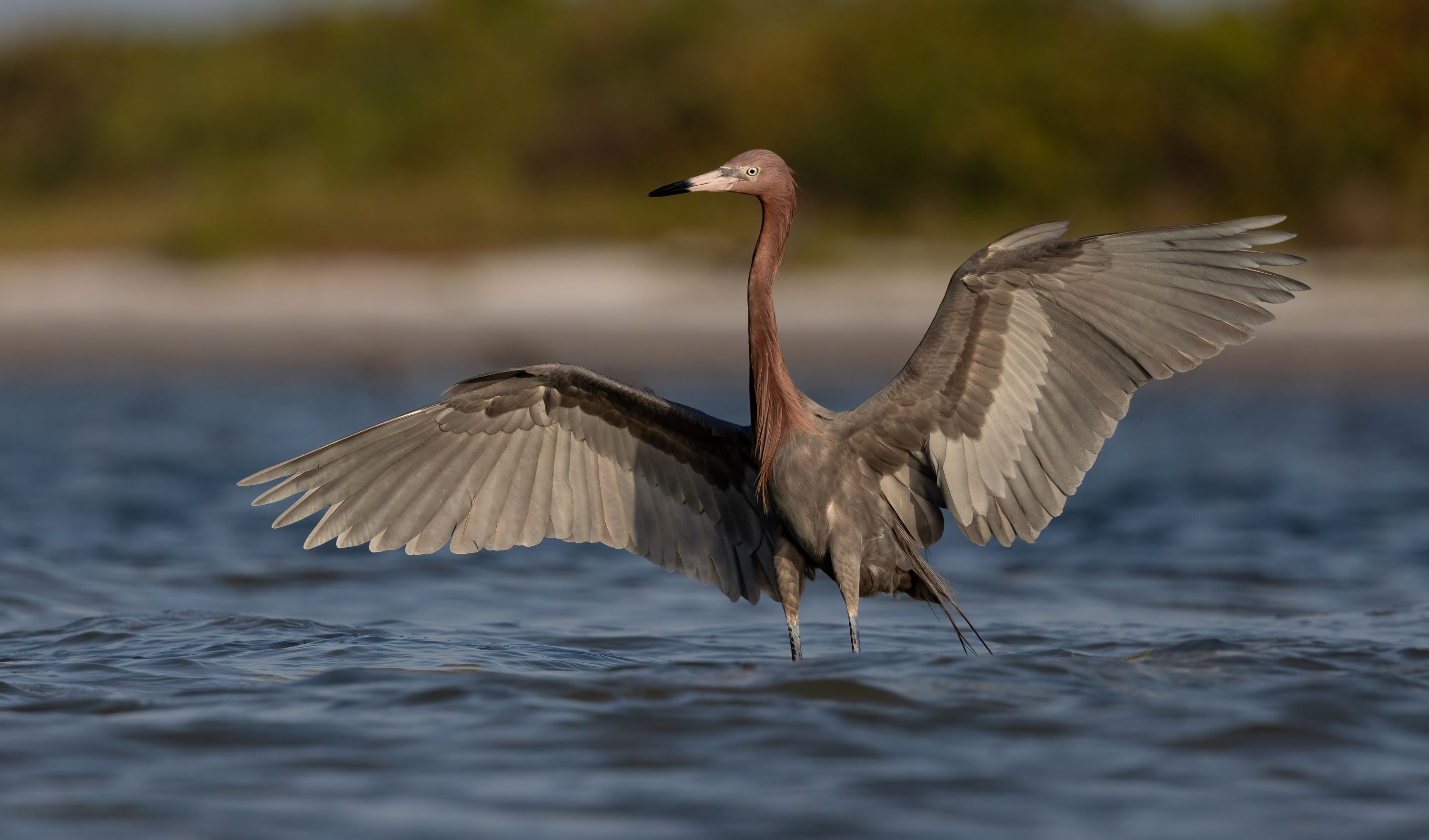 The Reddish Egret