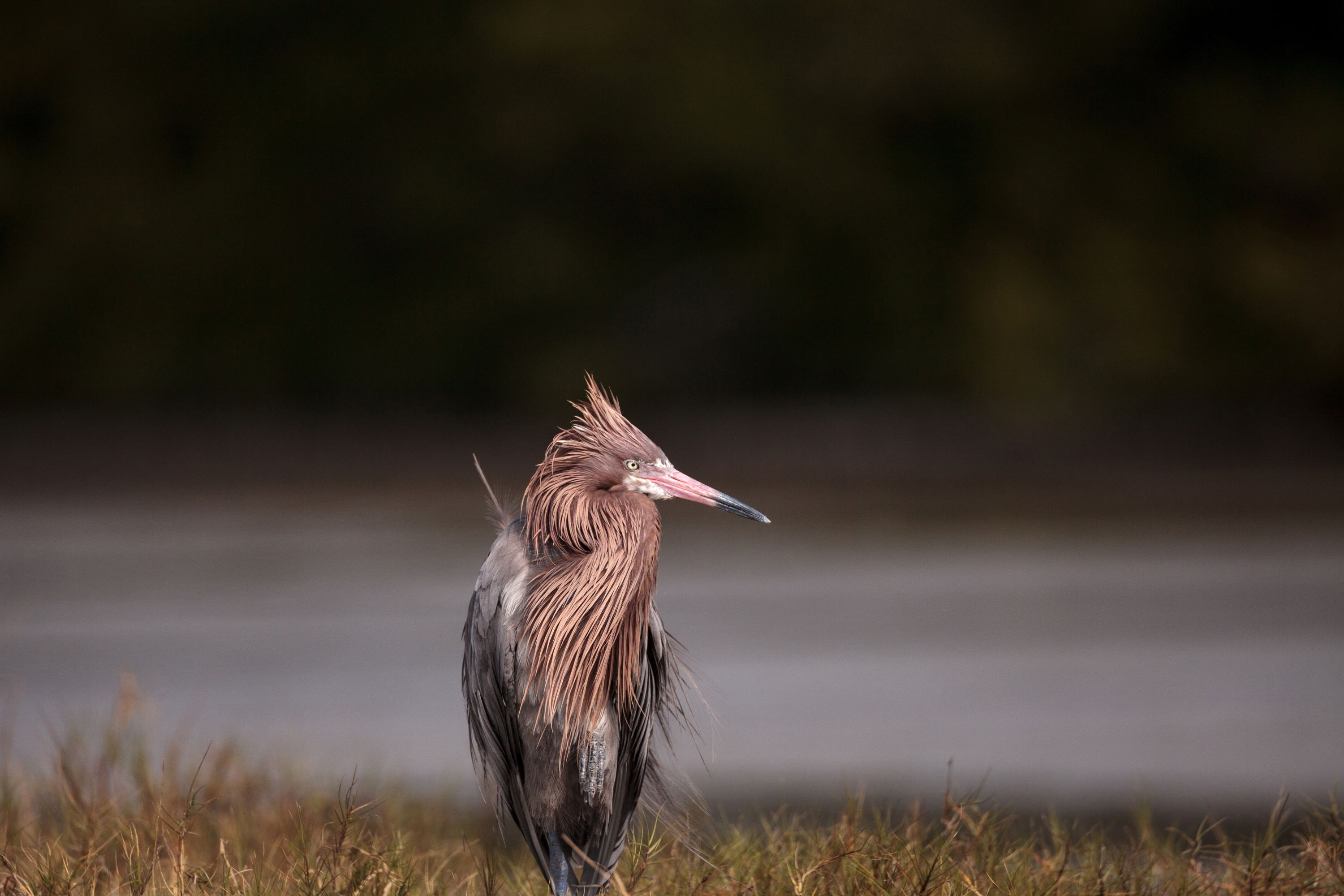 The Reddish Egret