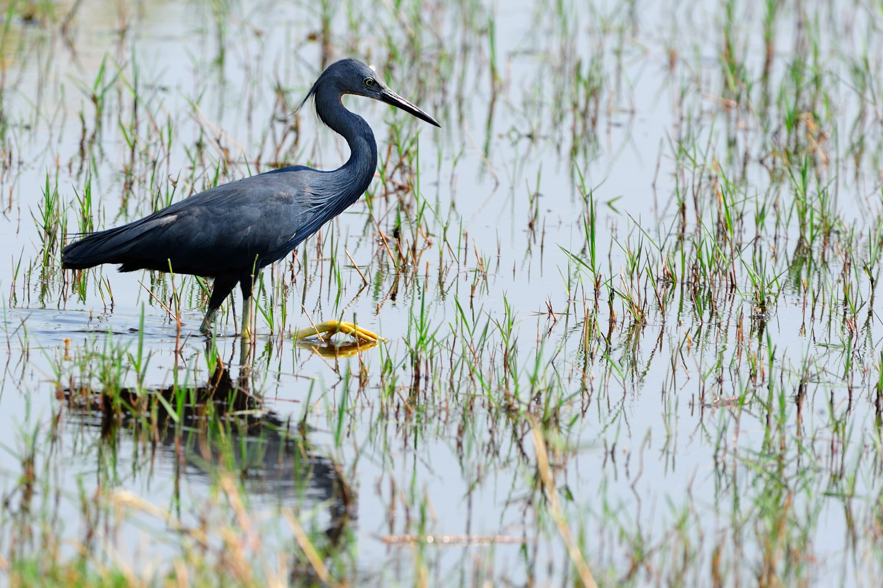 The Slaty Egret