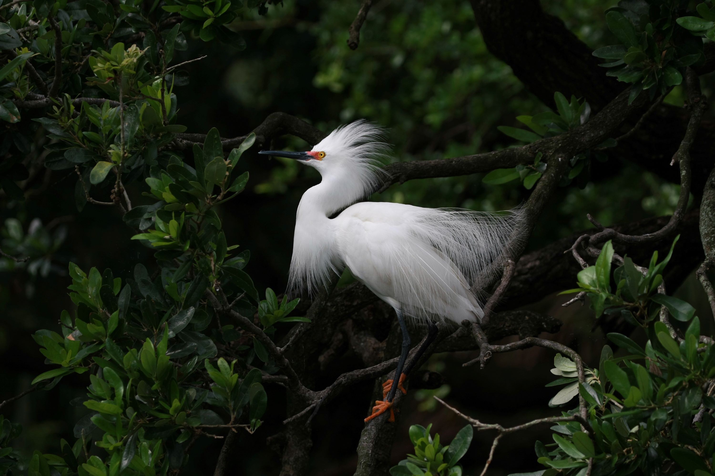 The Snowy Egret