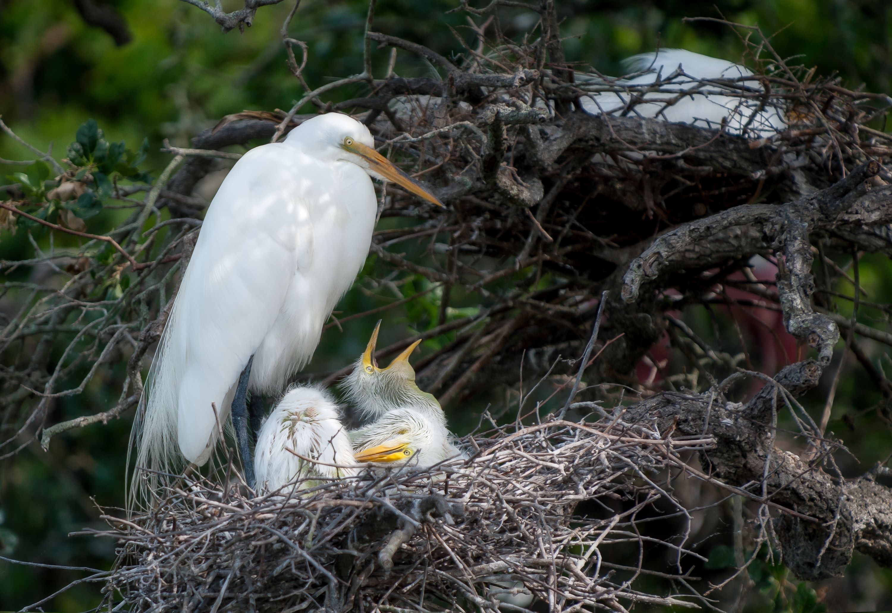 The Snowy Egret