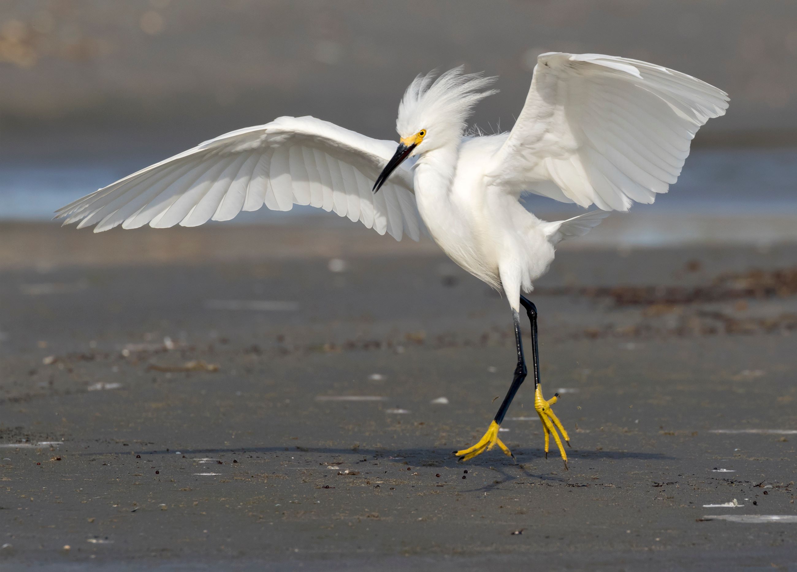 The Snowy Egret