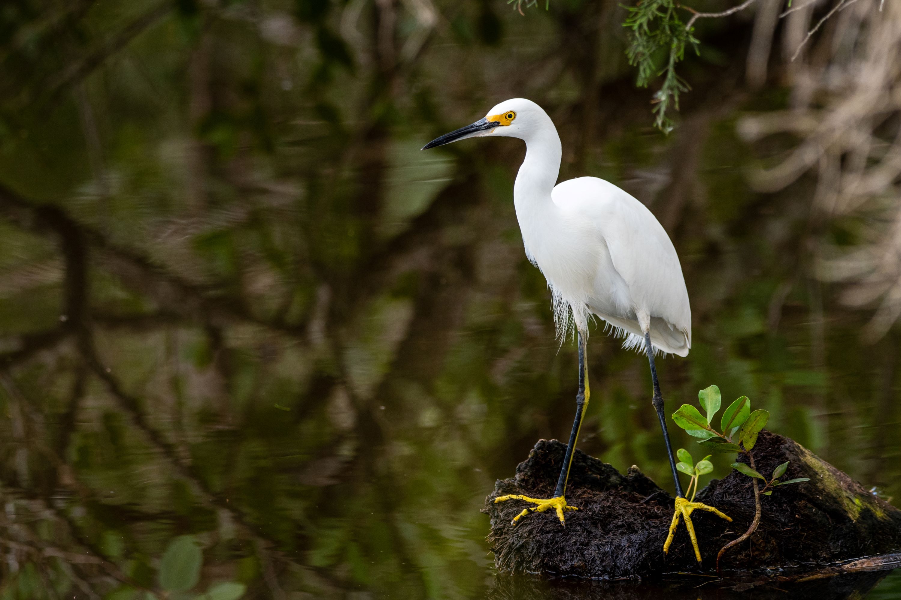 The Snowy Egret