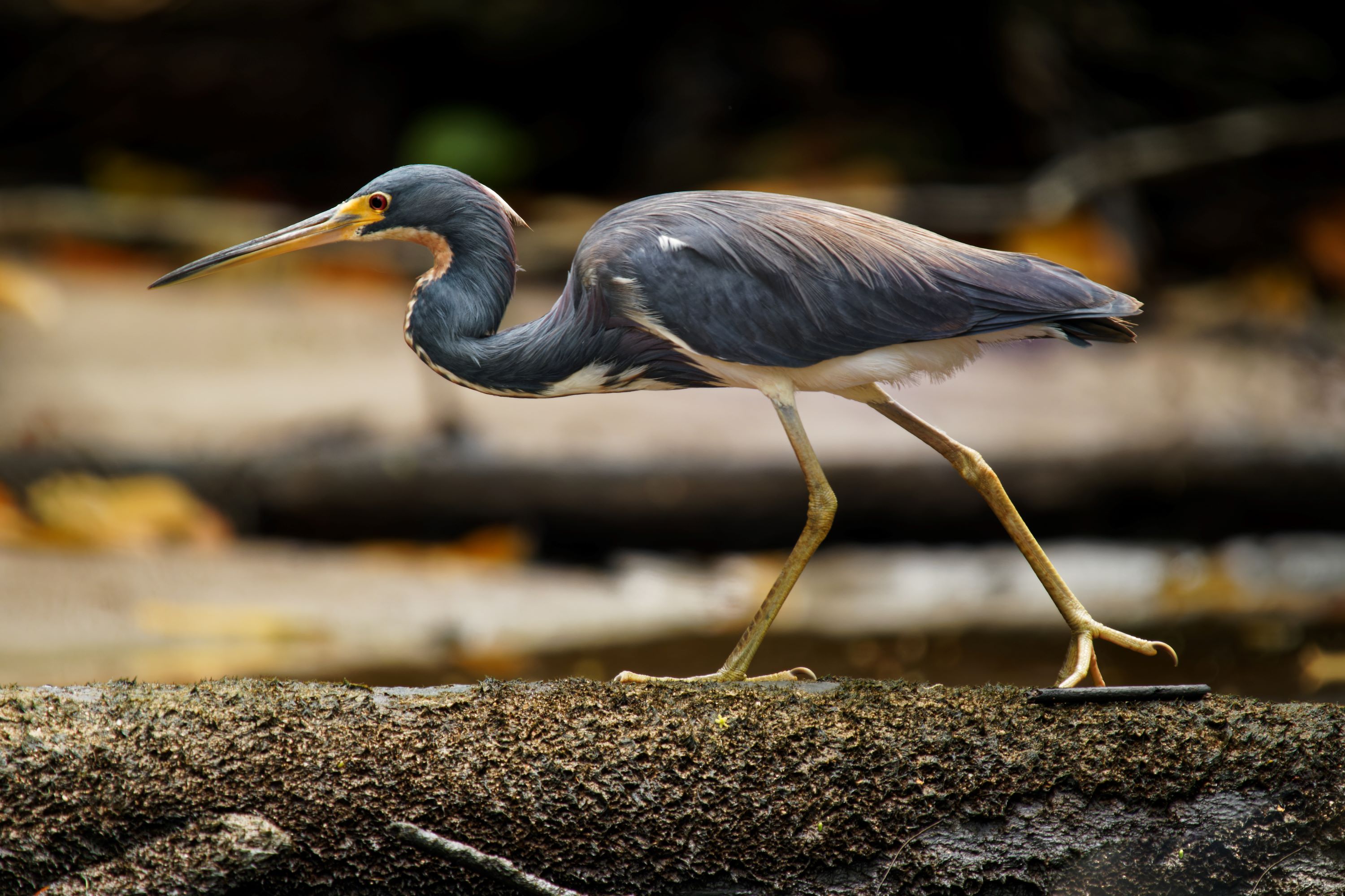 The Tricolored Heron