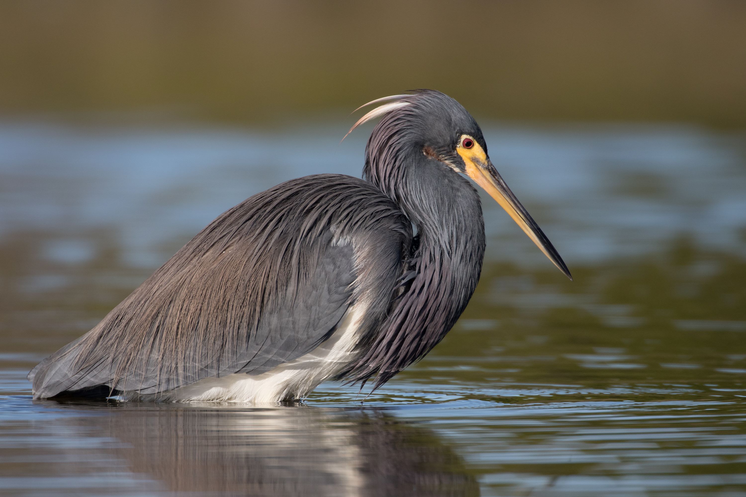 The Tricolored Heron