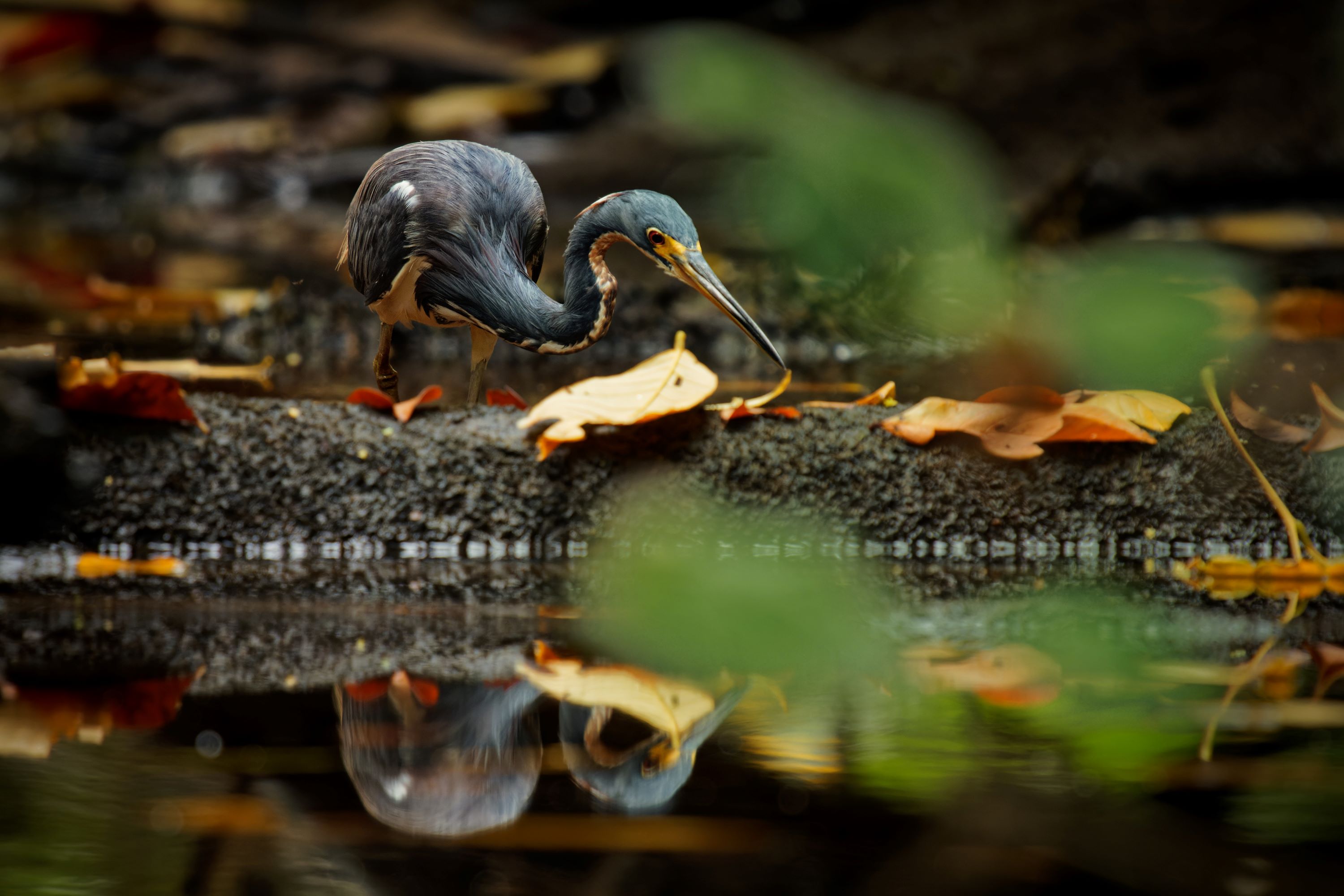 The Tricolored Heron