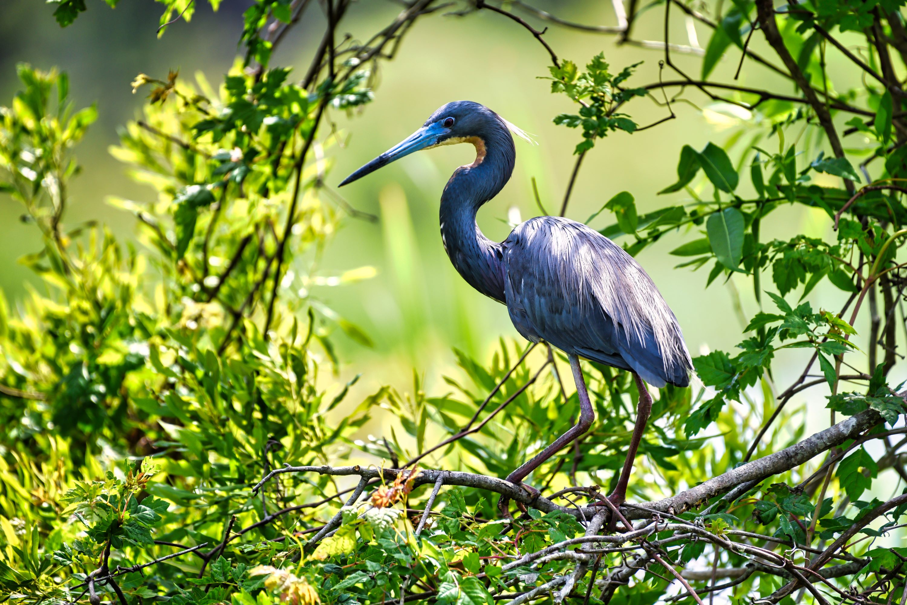 The Tricolored Heron