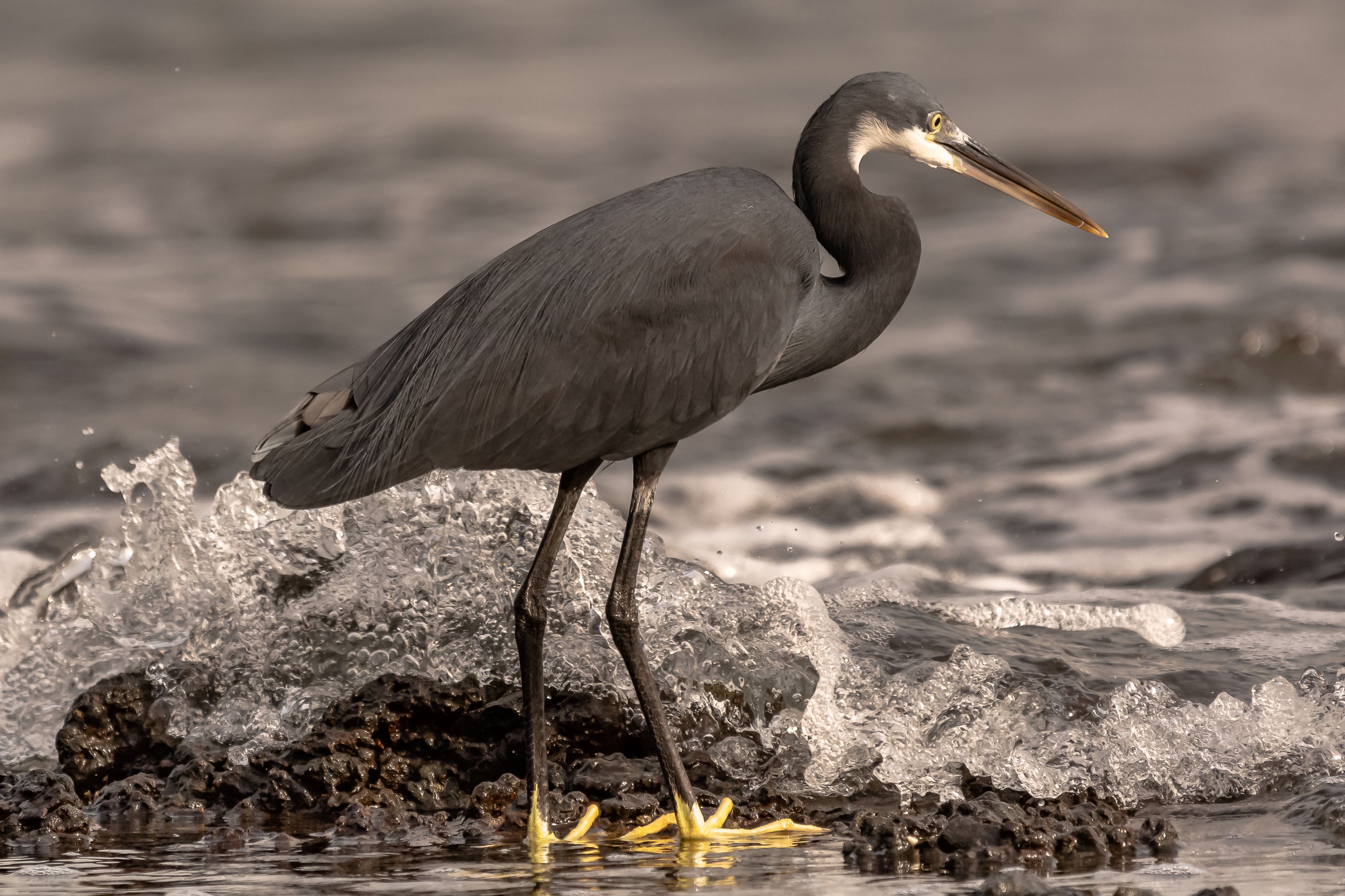 The Western Reef Heron