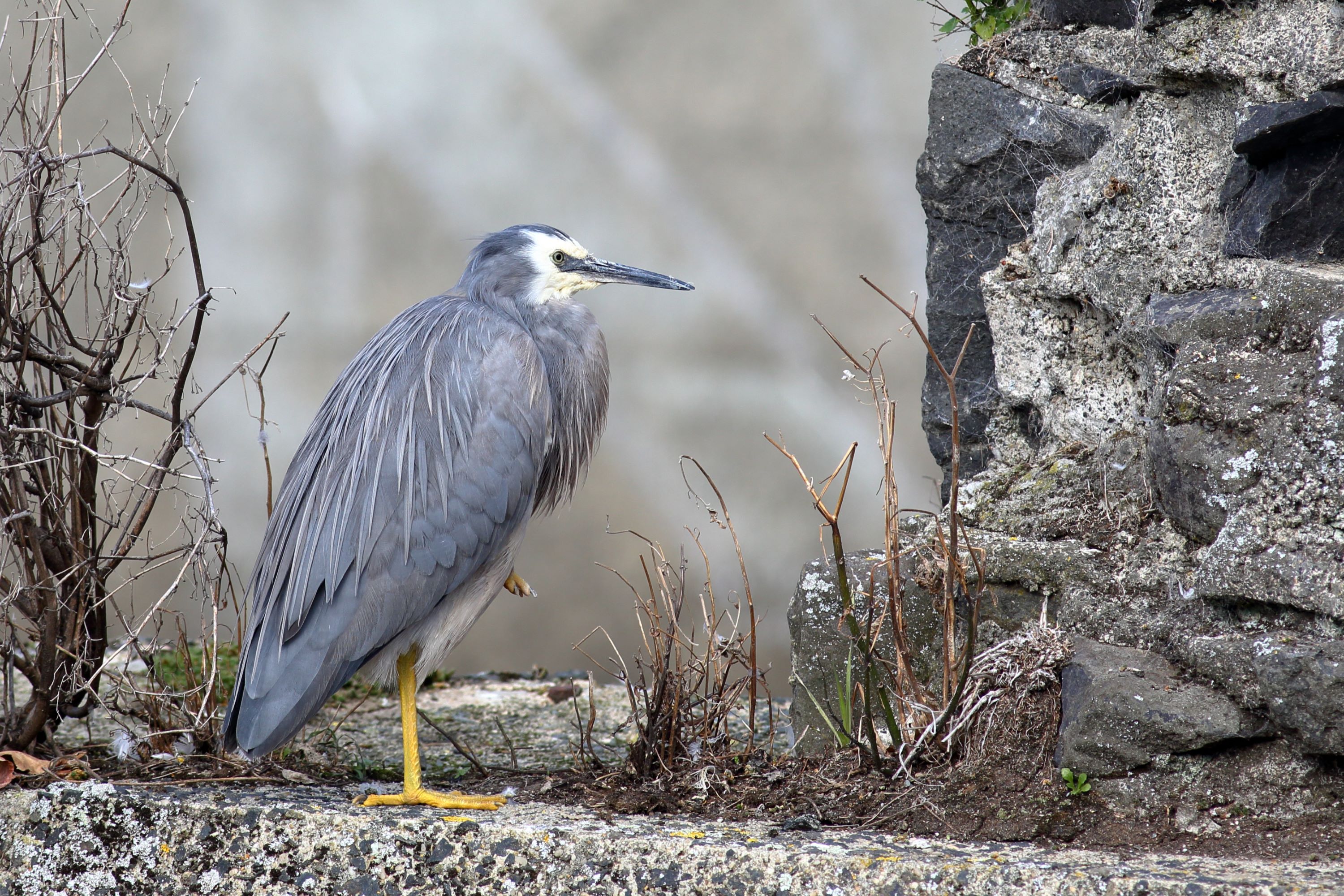 The White-faced Heron