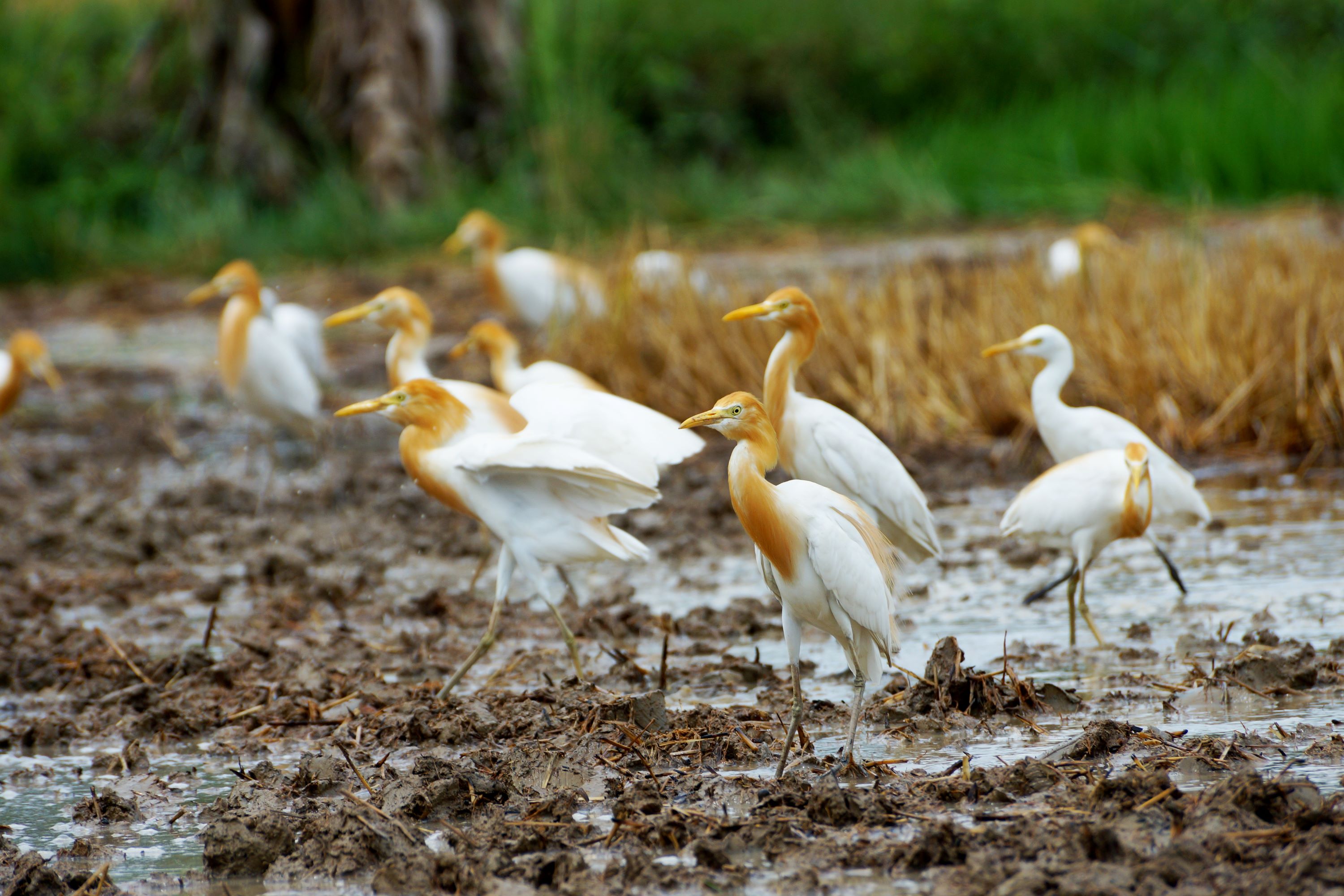 The Cattle Egret