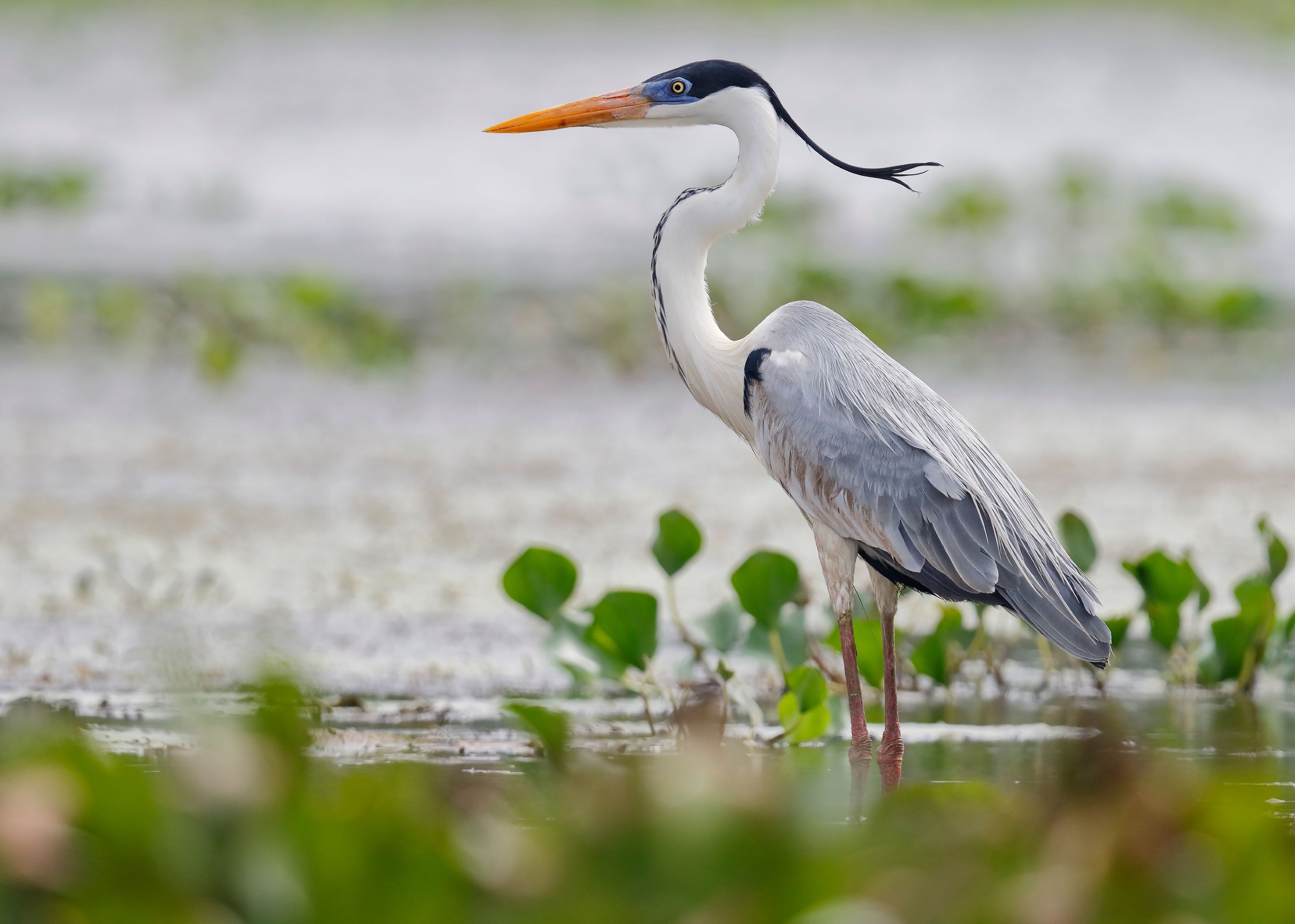 The Cocoi Heron