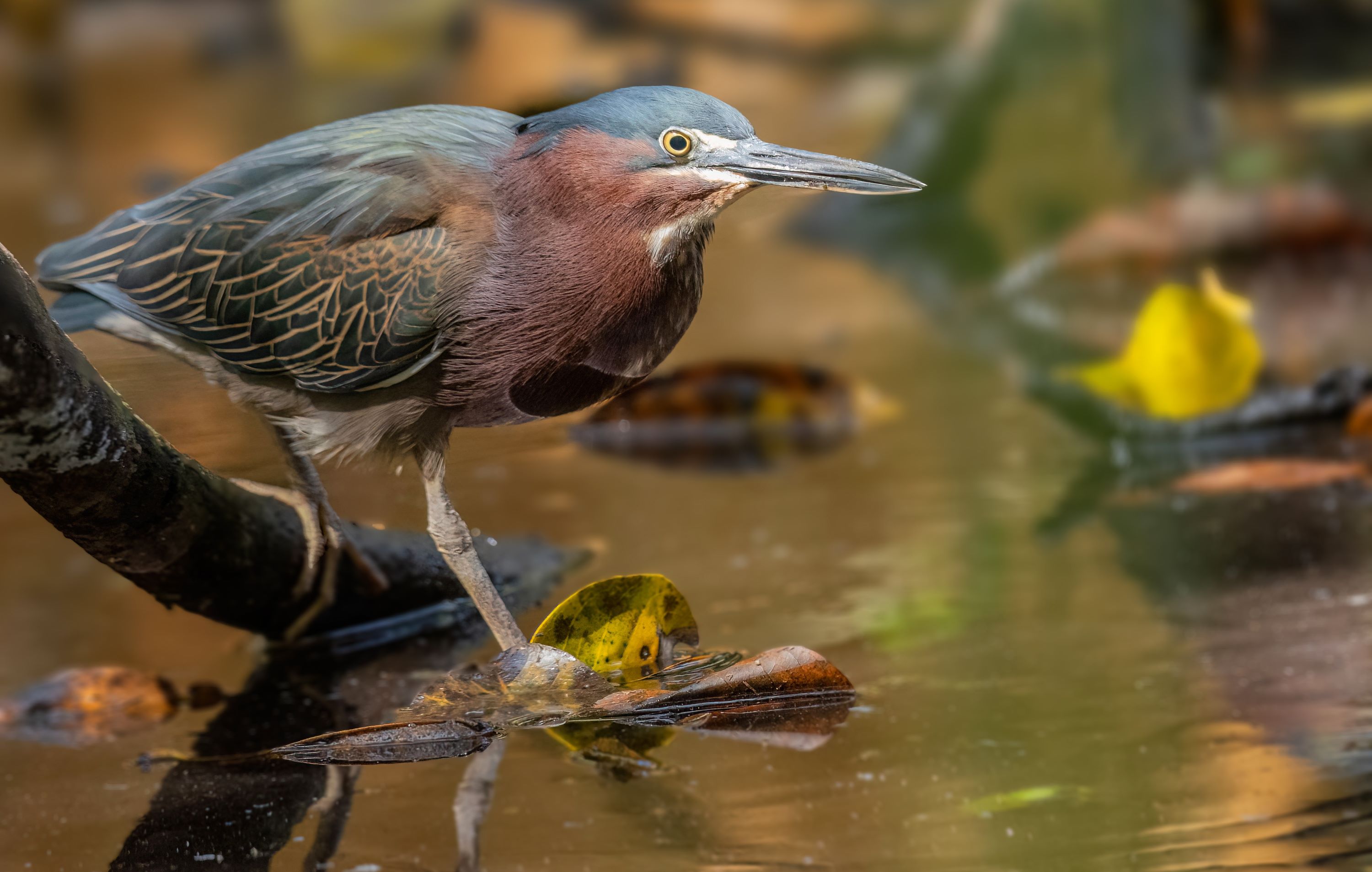 The Green Heron