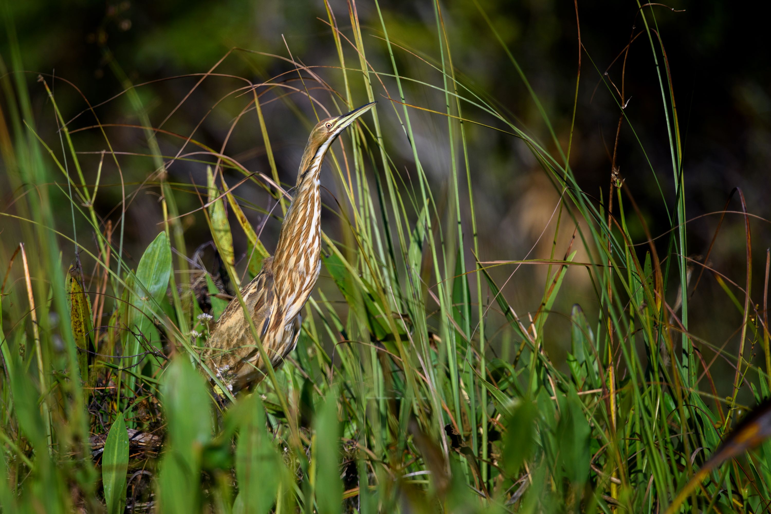 The American Bittern