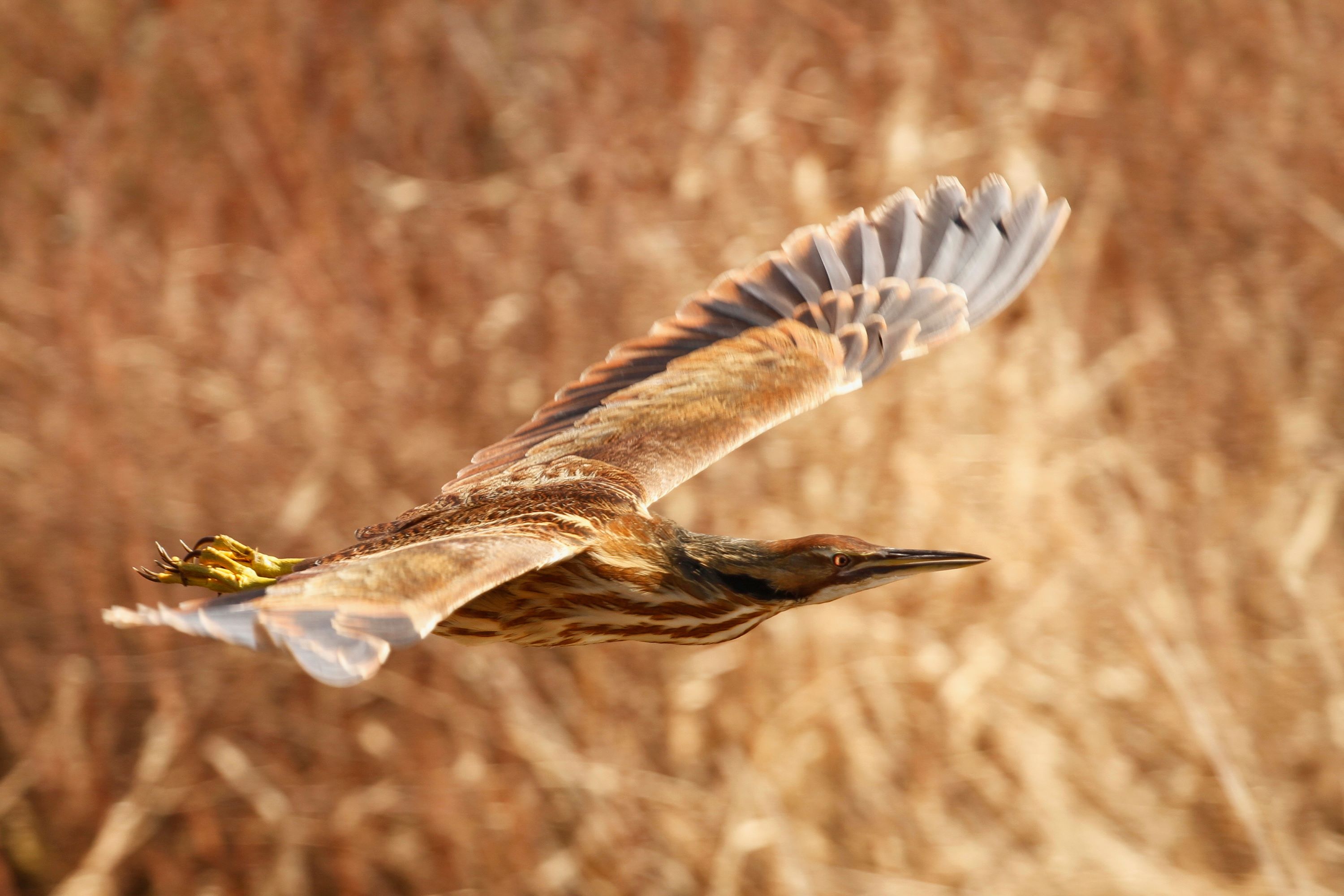 The American Bittern