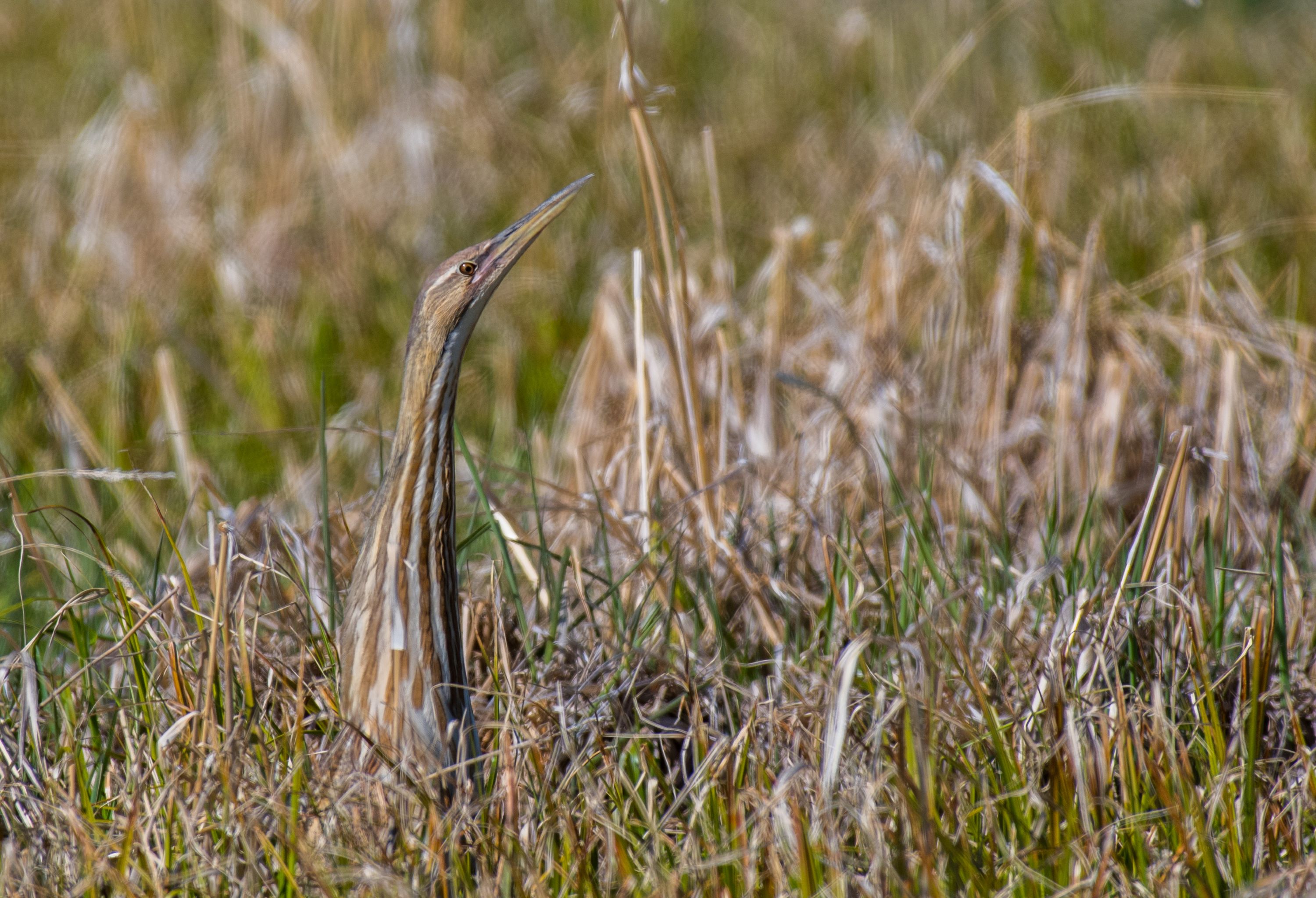 The American Bittern