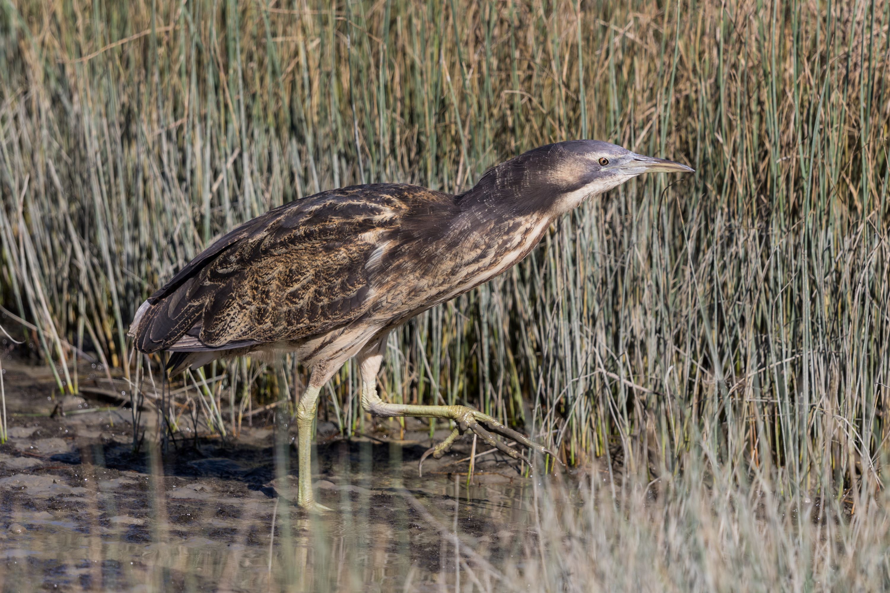 The Australasian Bittern