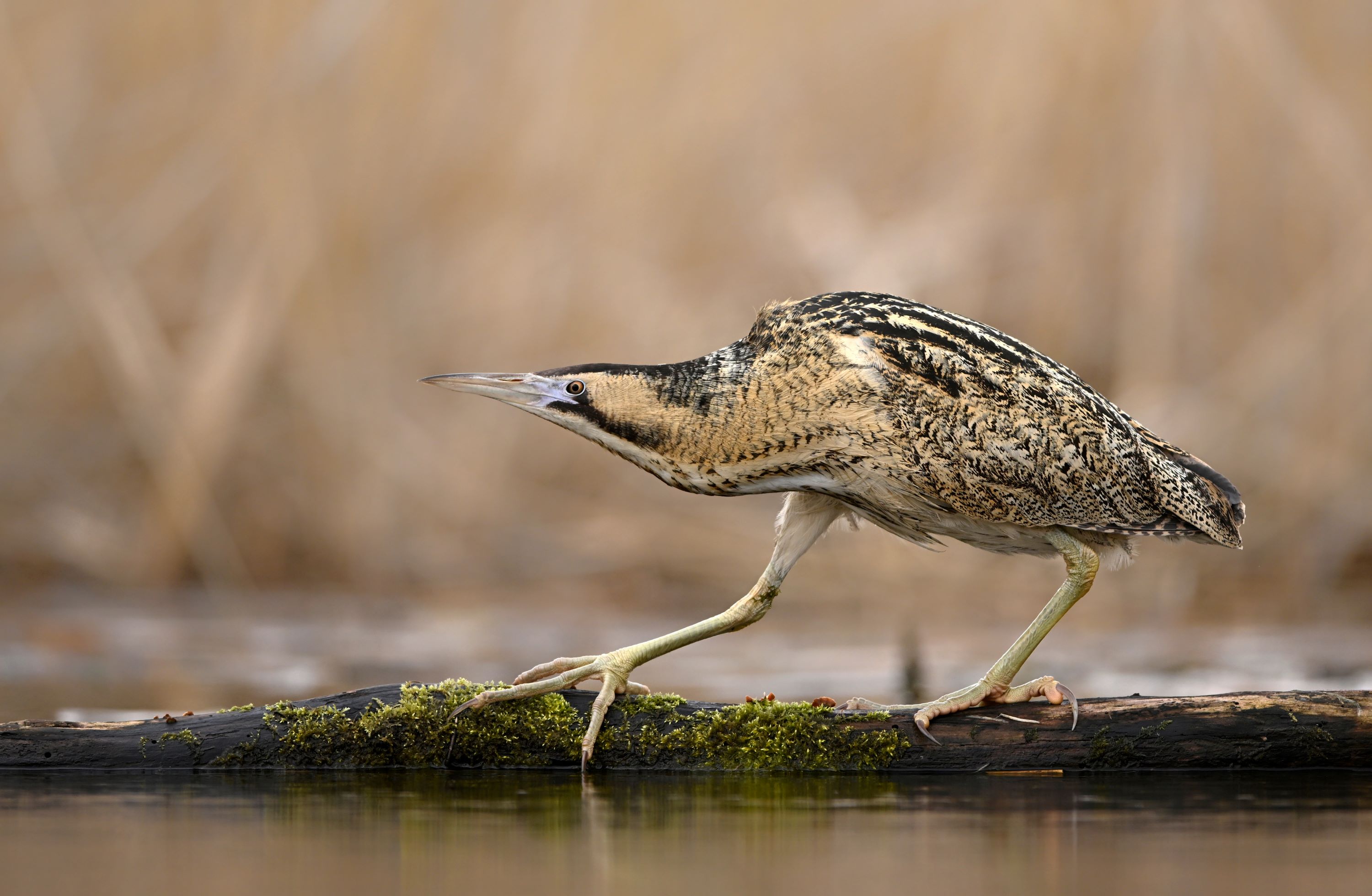 The Eurasian Bittern