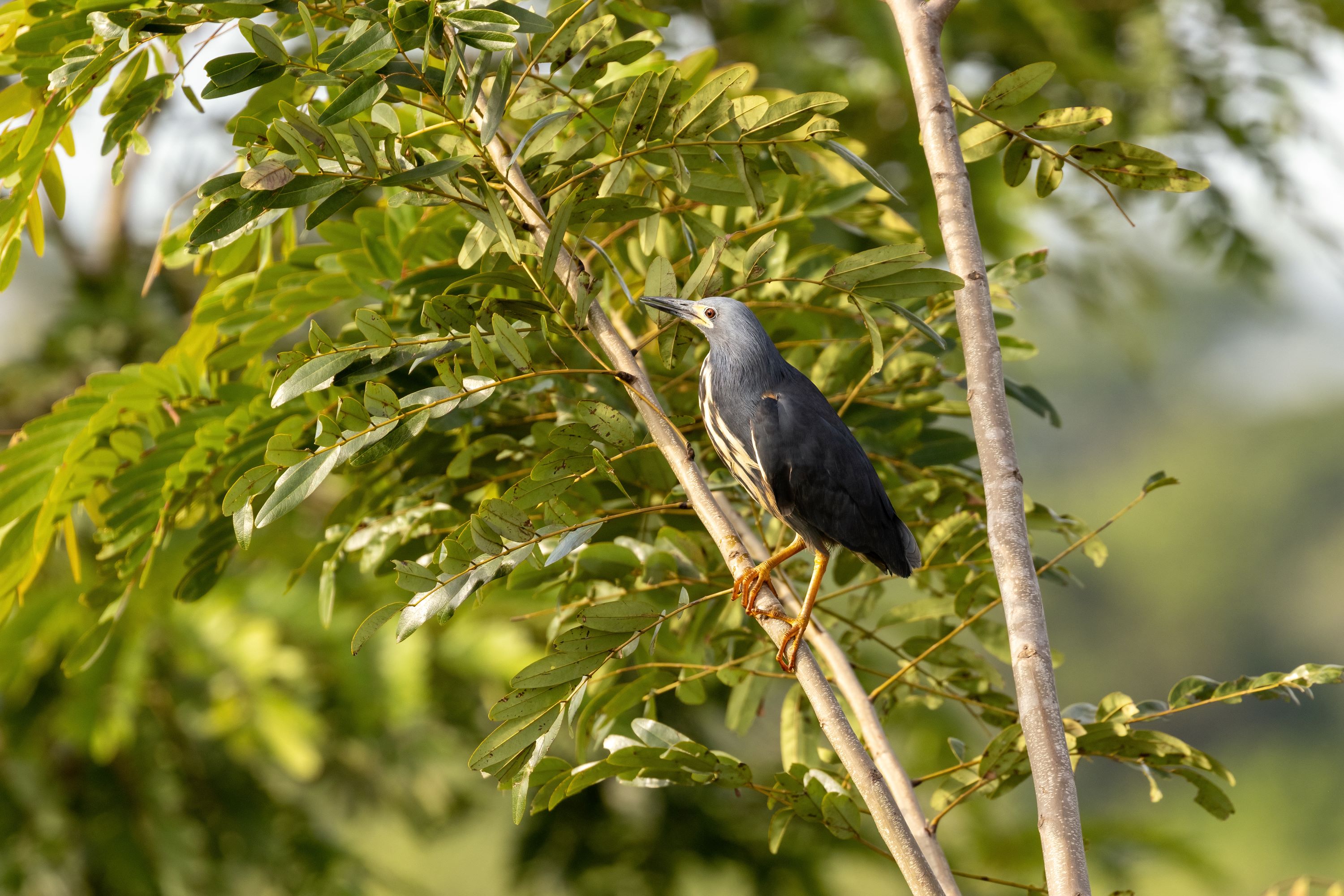 The subfamily Botaurinae