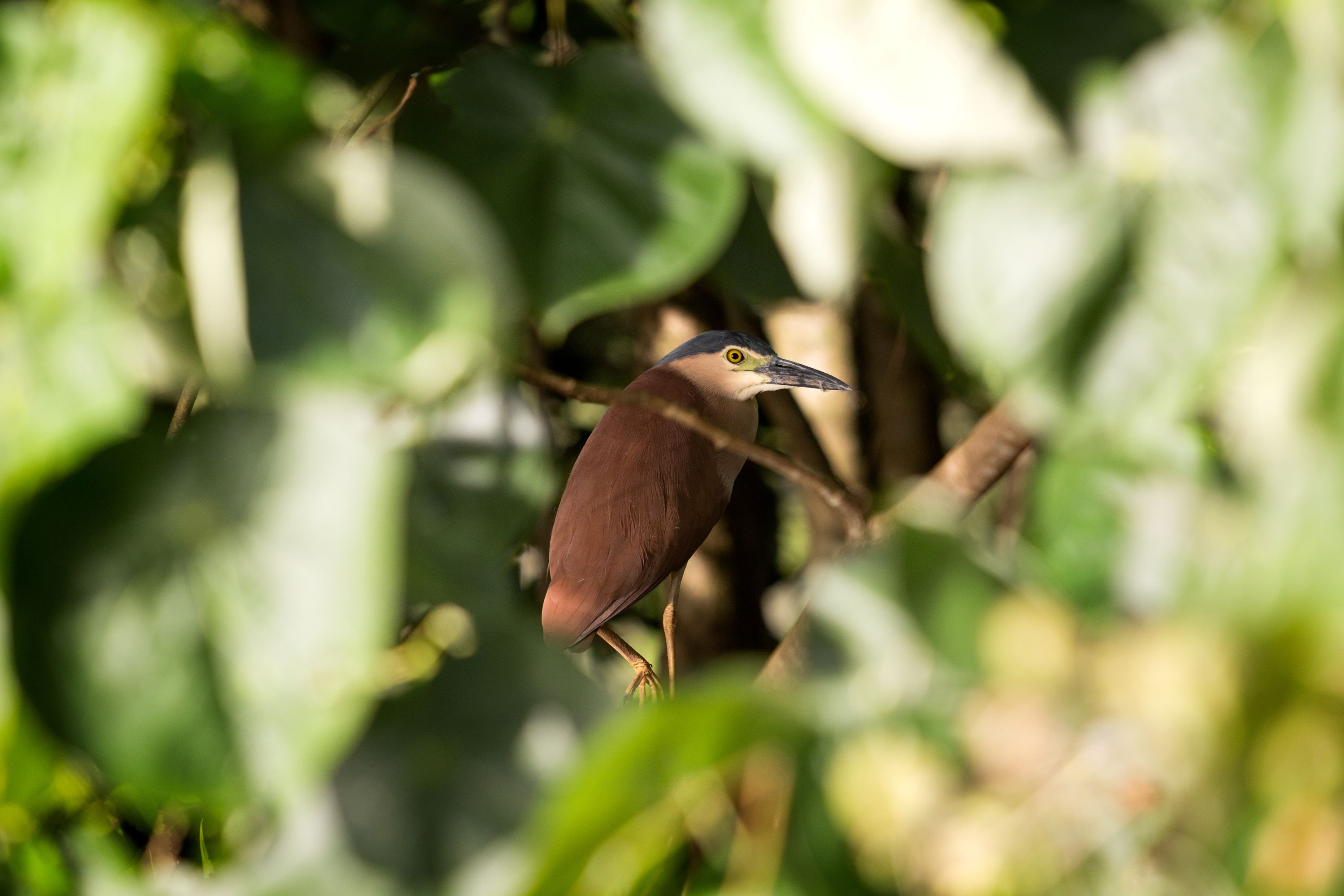 The Black-backed Bittern