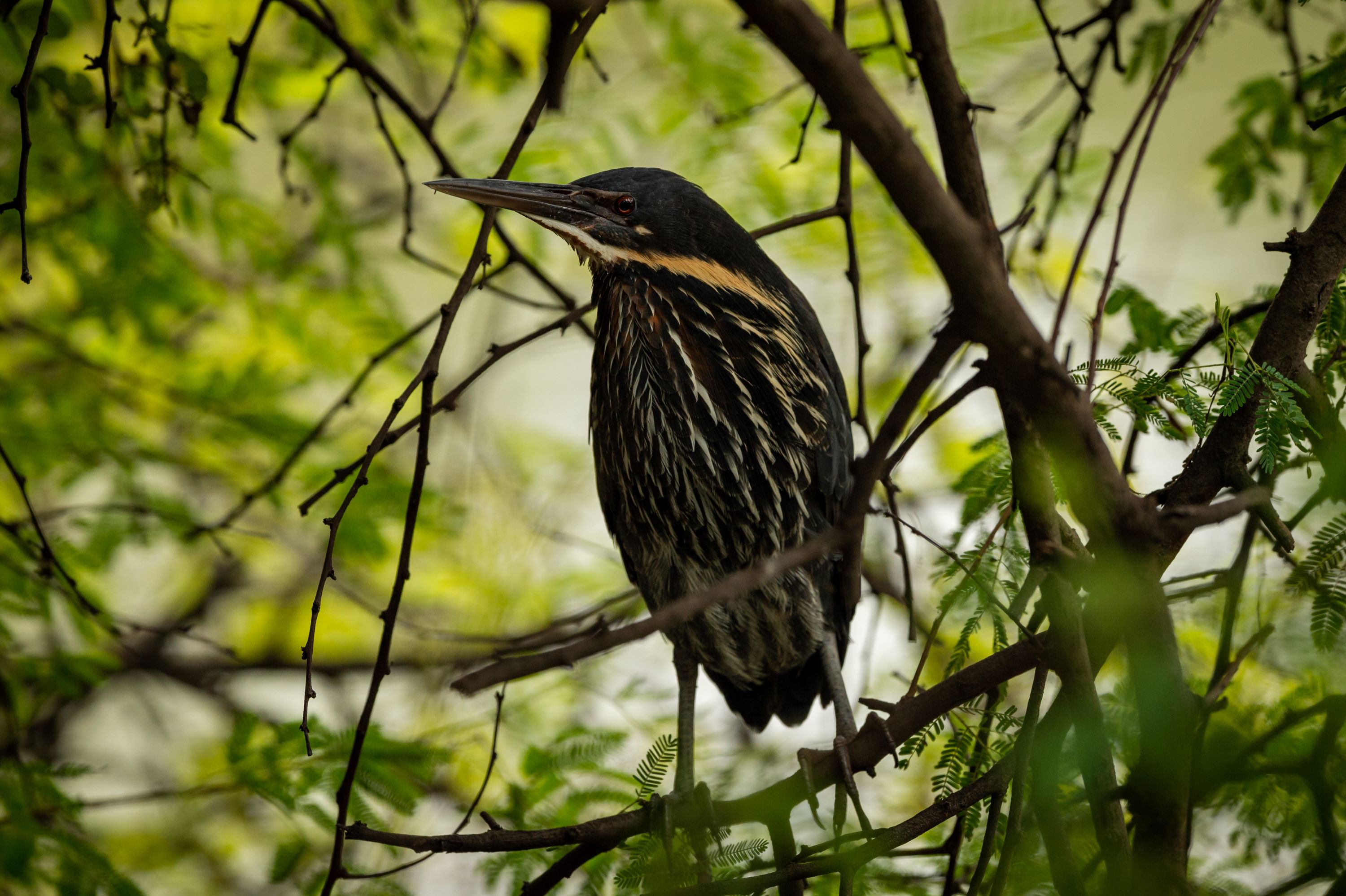 The Black Bittern