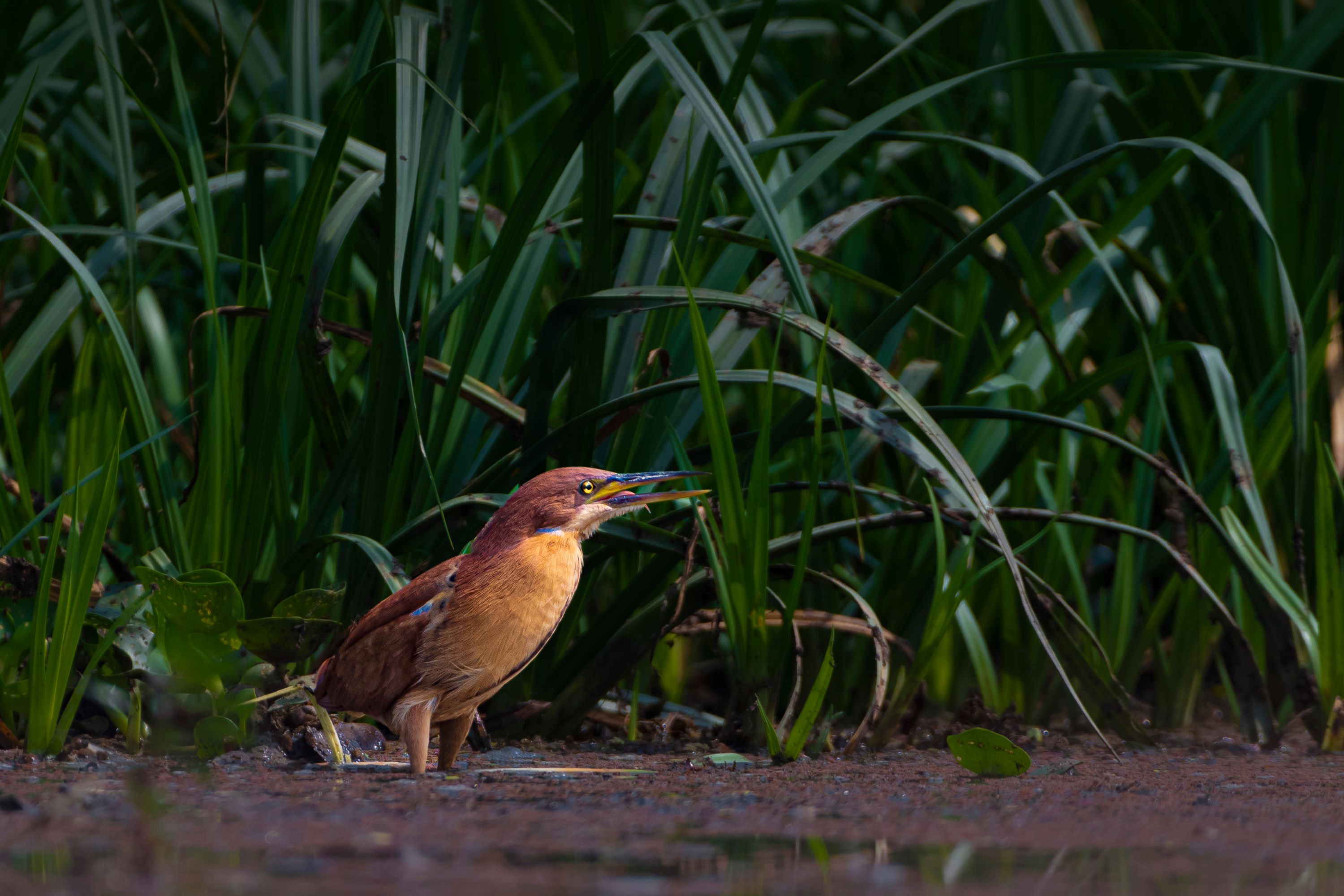 The Cinnamon Bittern