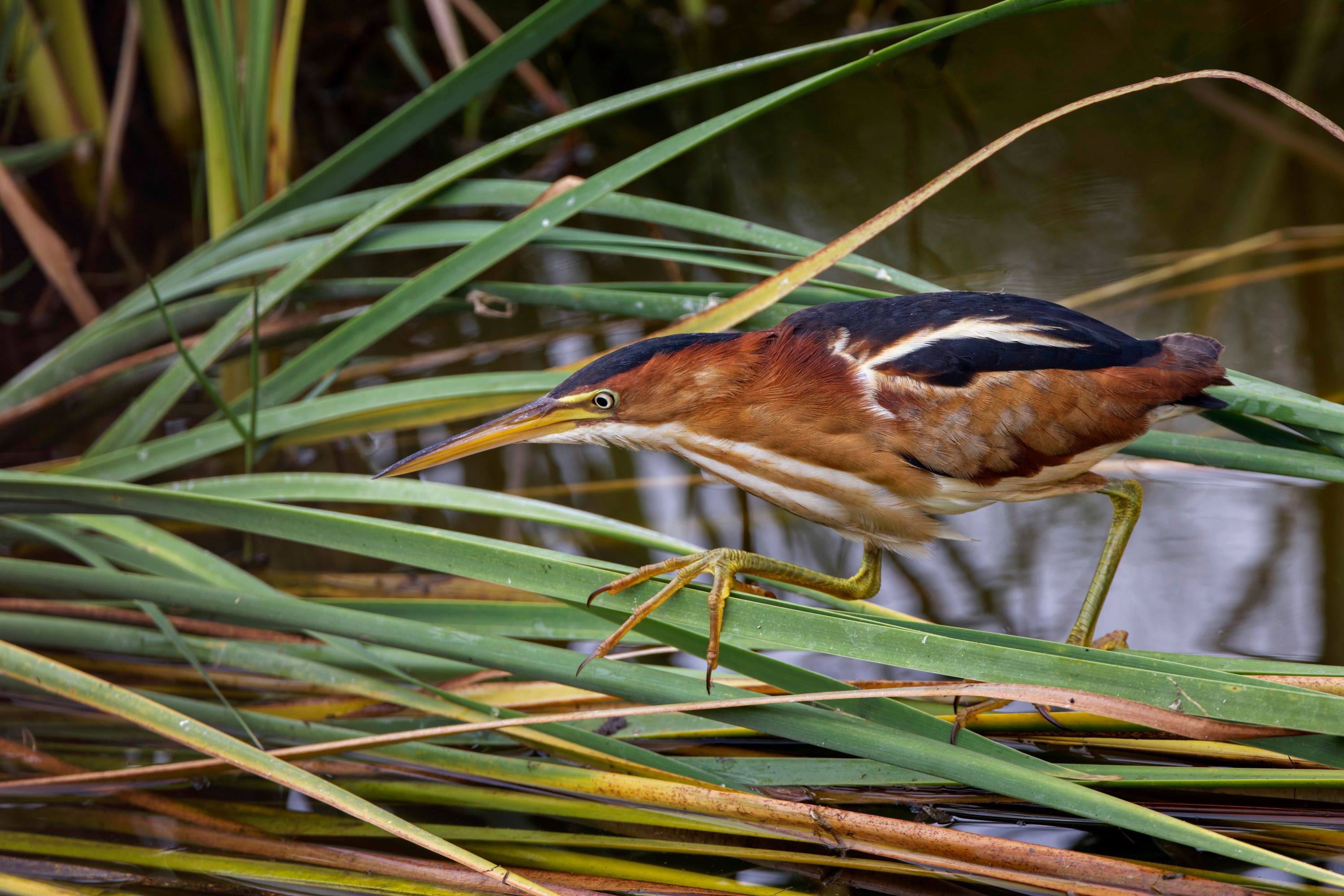 The Least Bittern