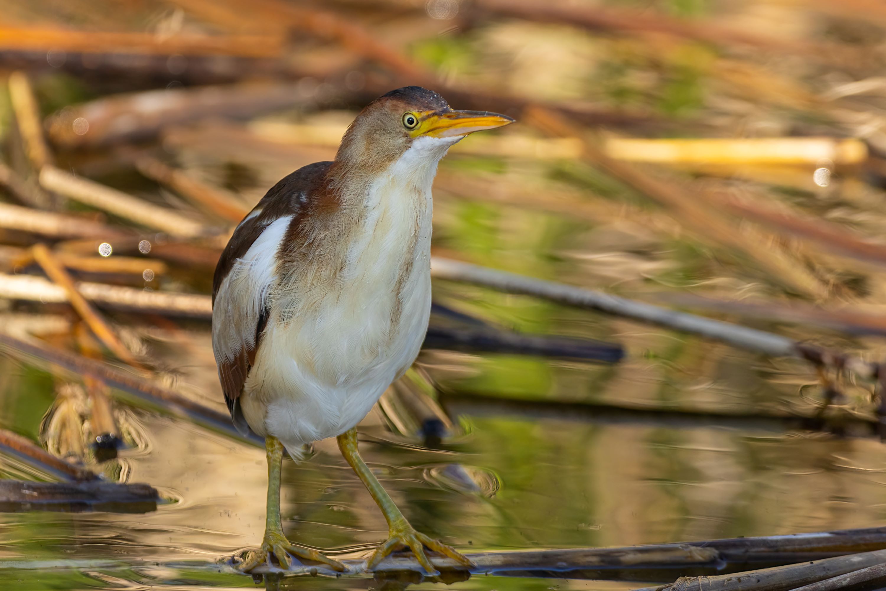 The Least Bittern