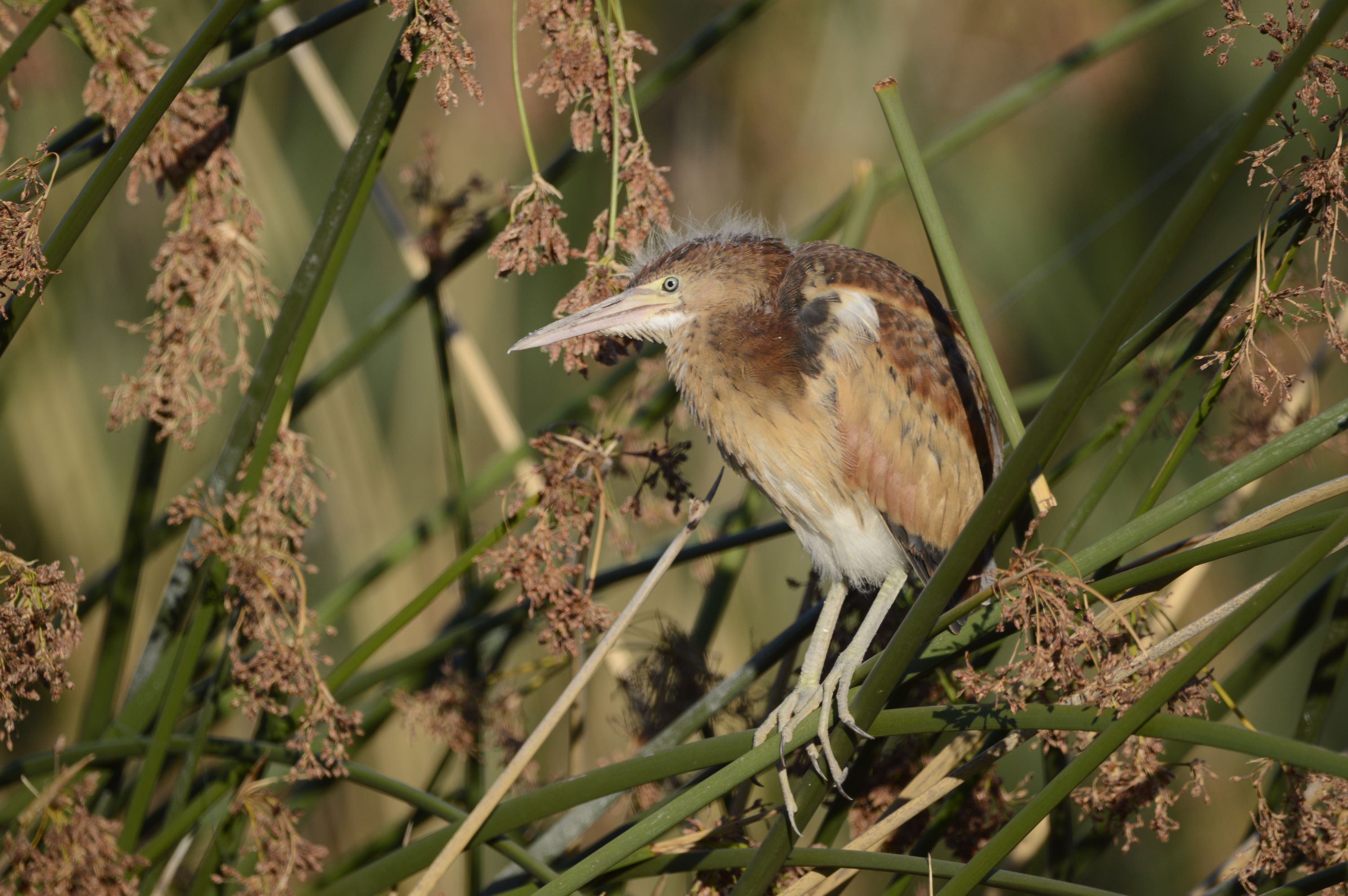 The Least Bittern