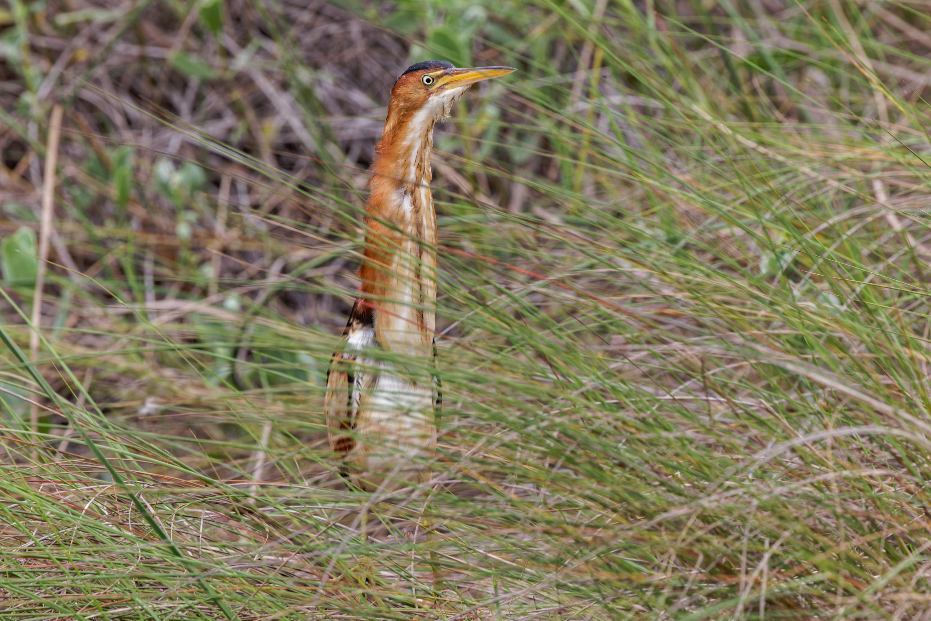 The Least Bittern