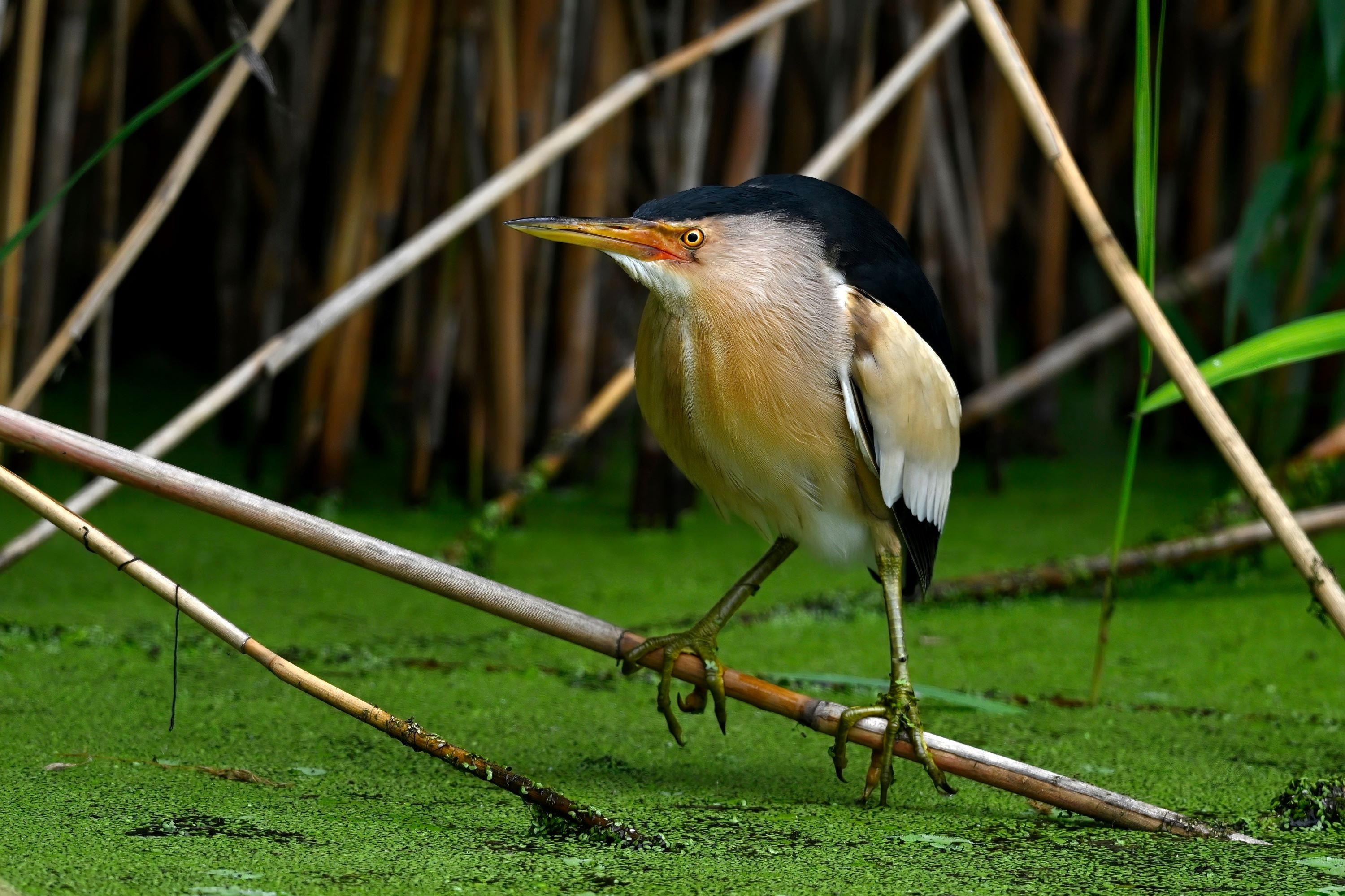 The Little Bittern