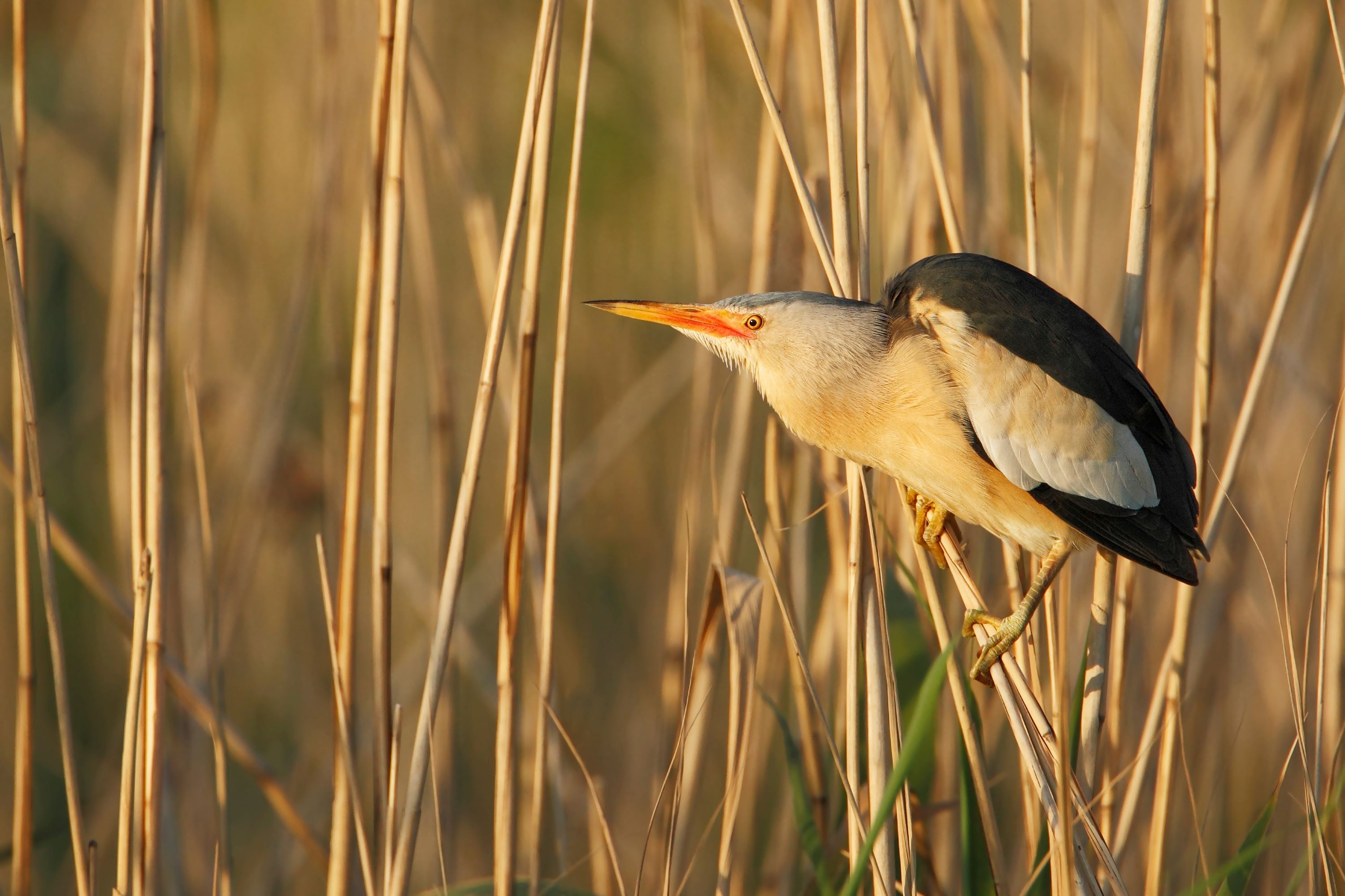 The Little Bittern