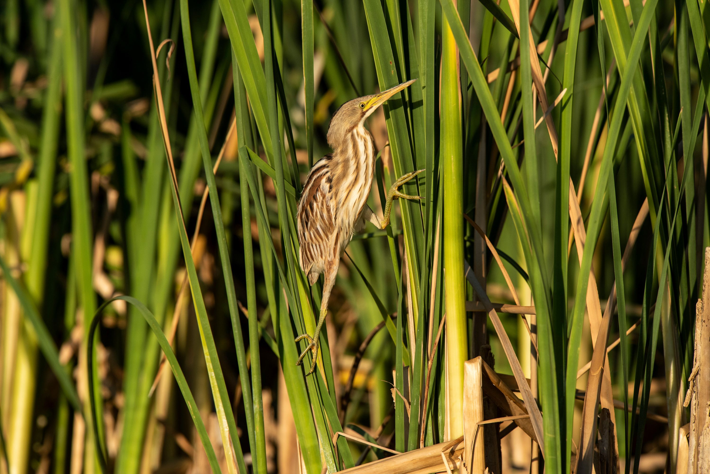 The Stripe-backed Bittern