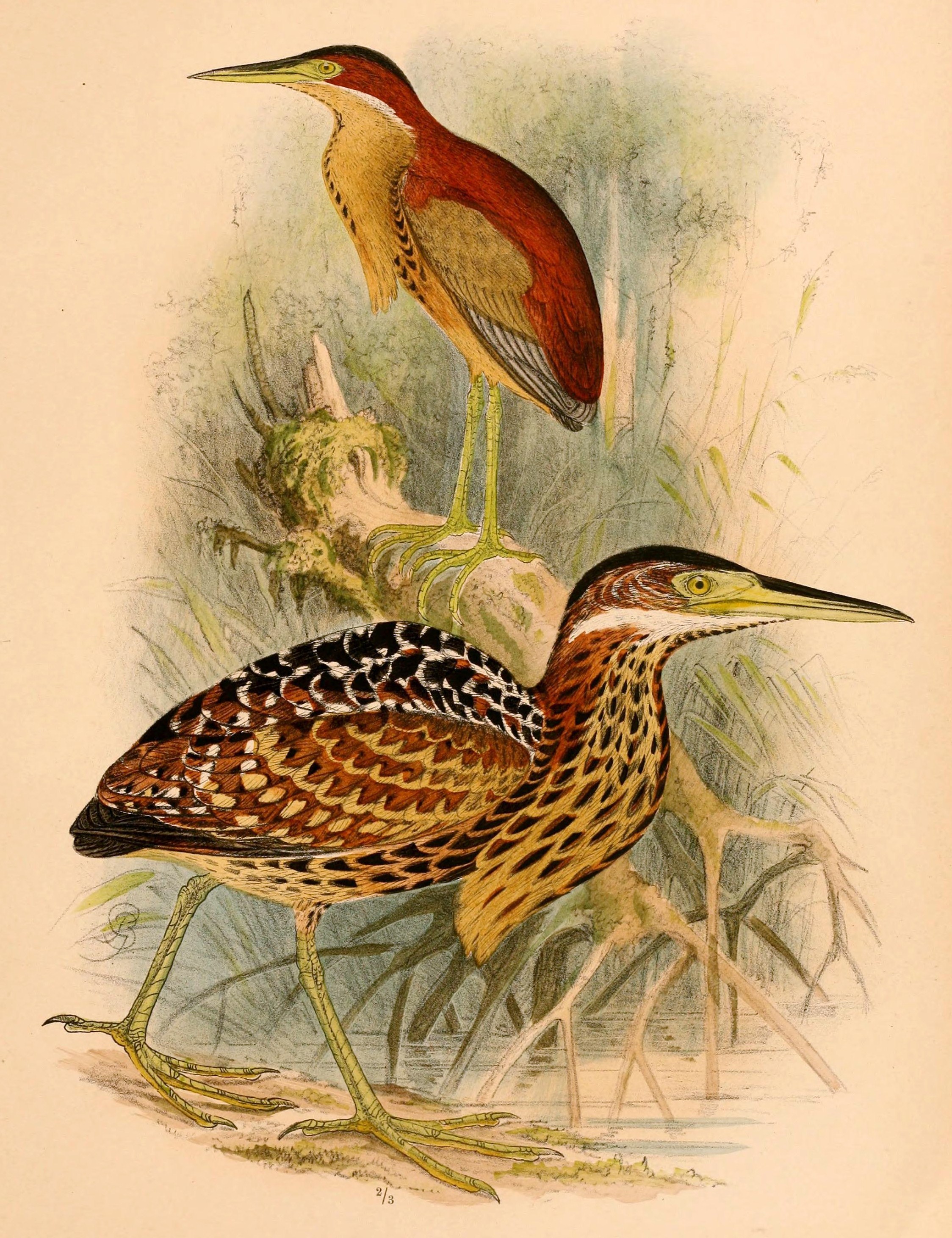 The Von Schrenck's Bittern