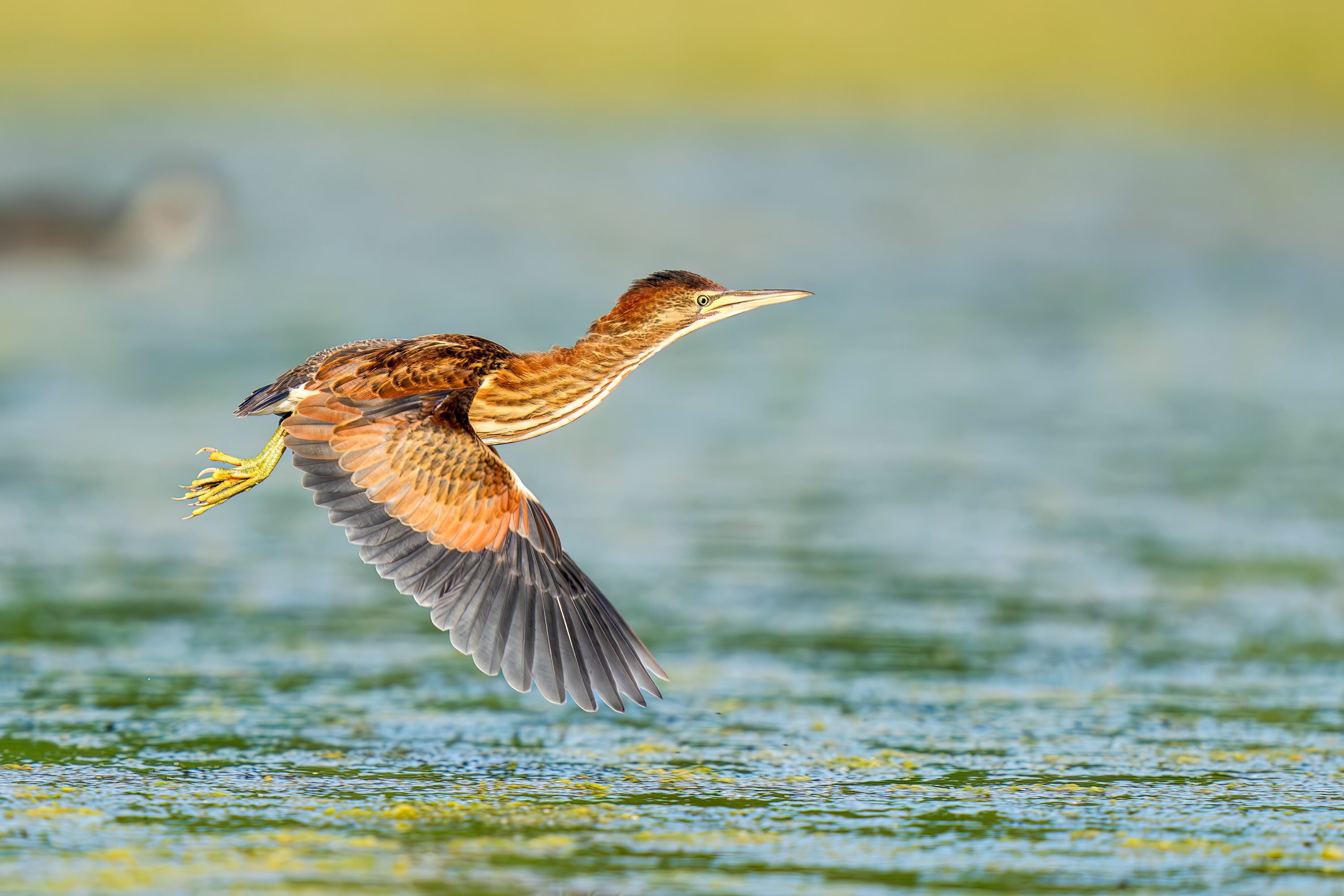 The Yellow Bittern