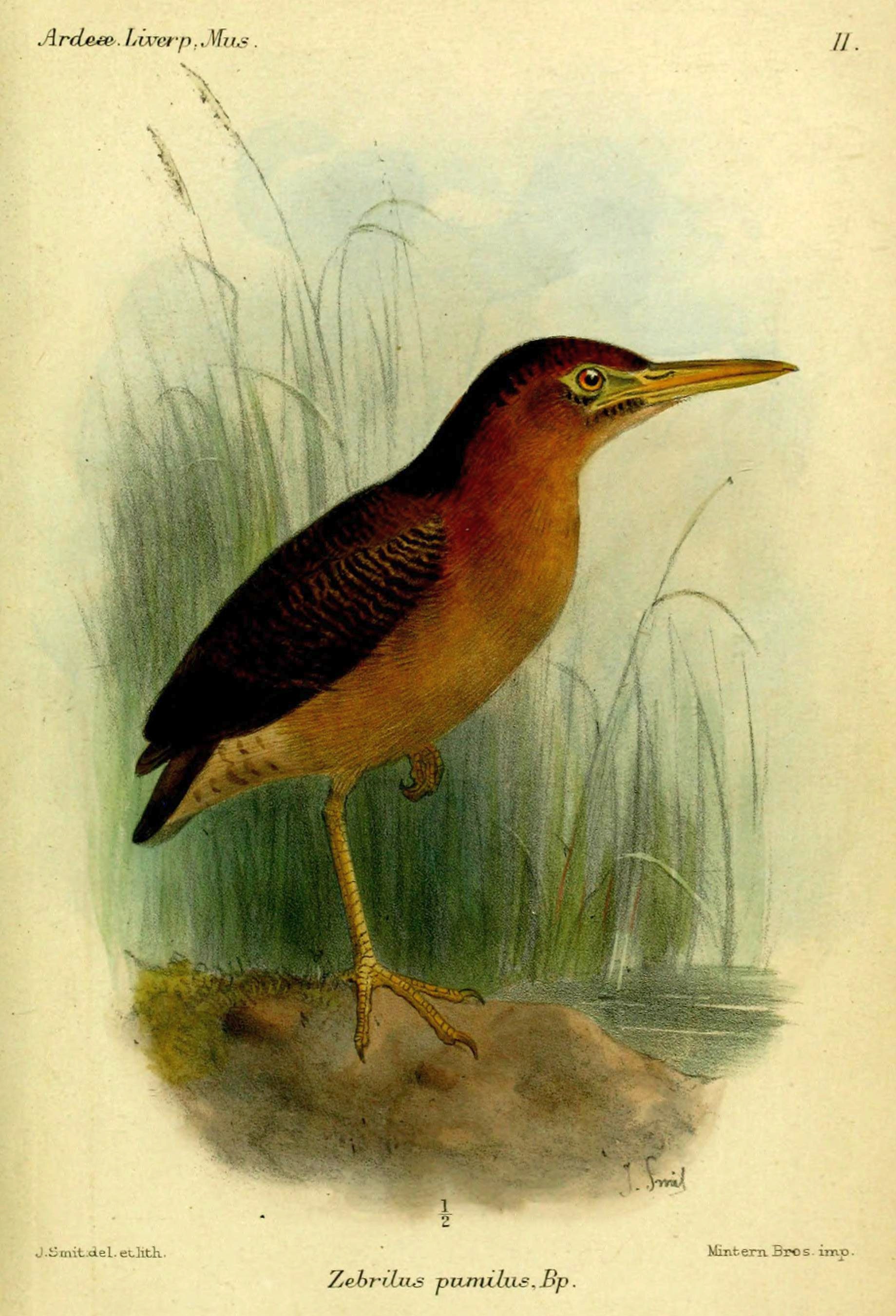 The Zigzag Heron