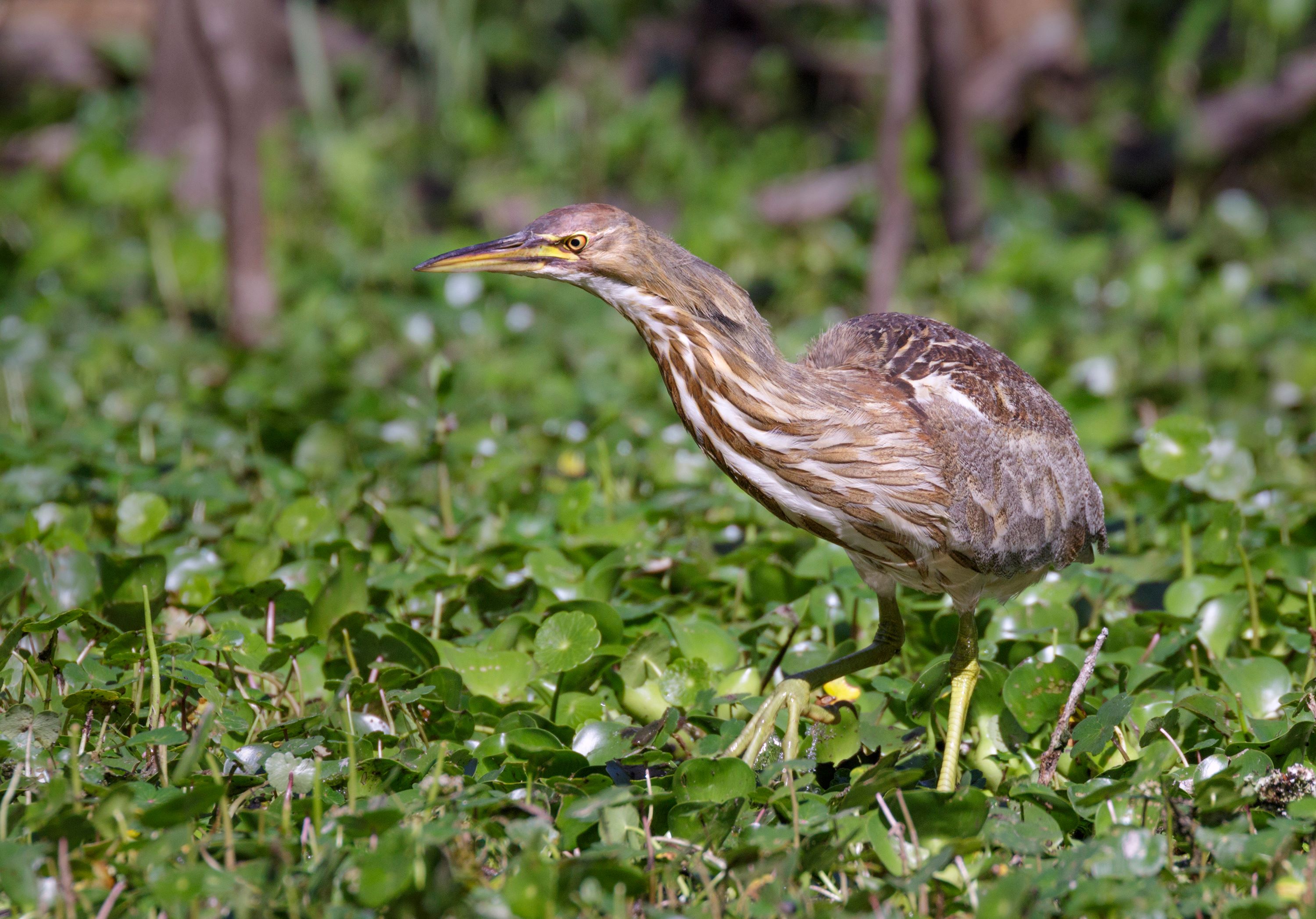 The American Bittern