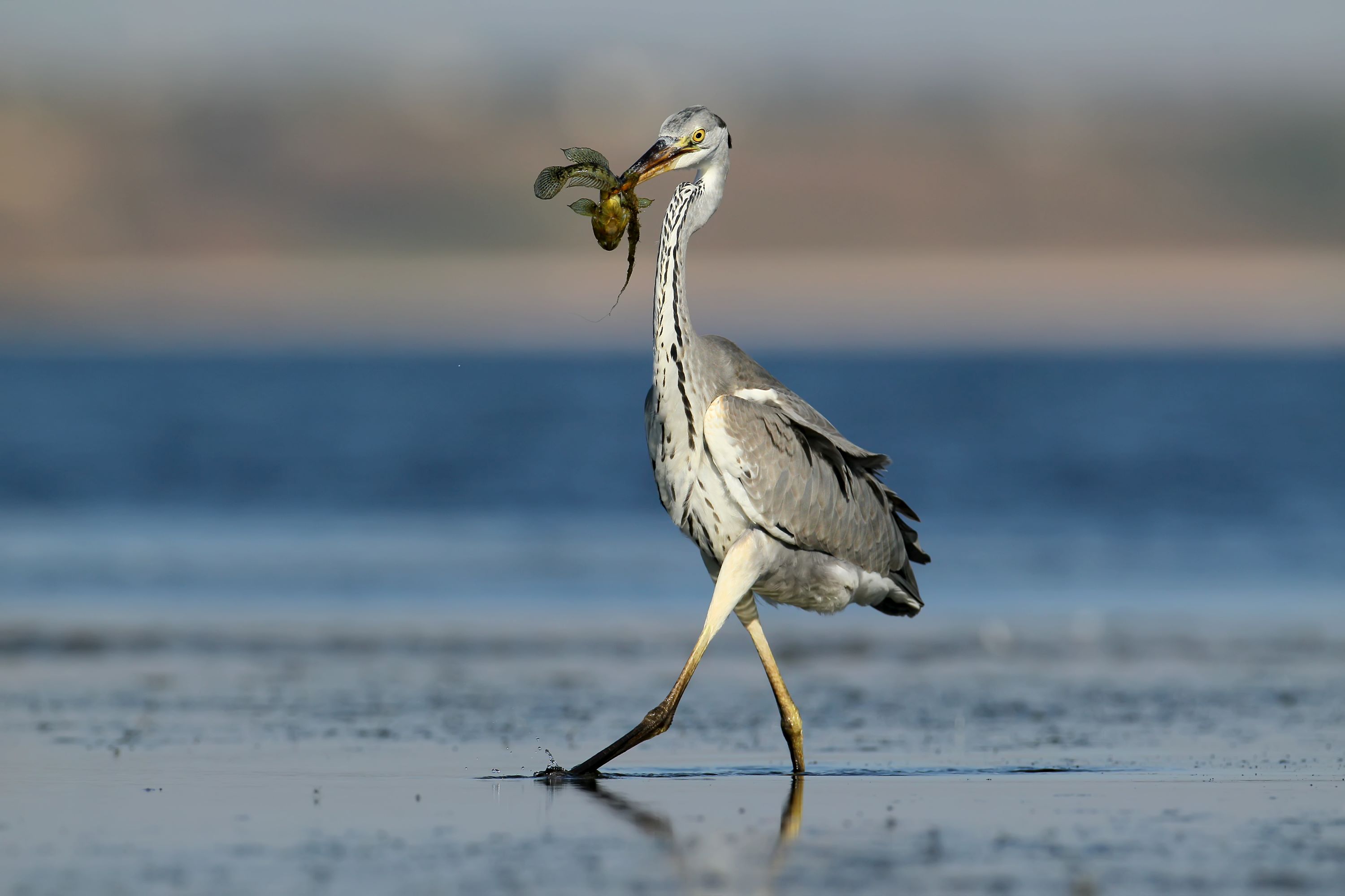 A Grey Heron with a fish in its beak.