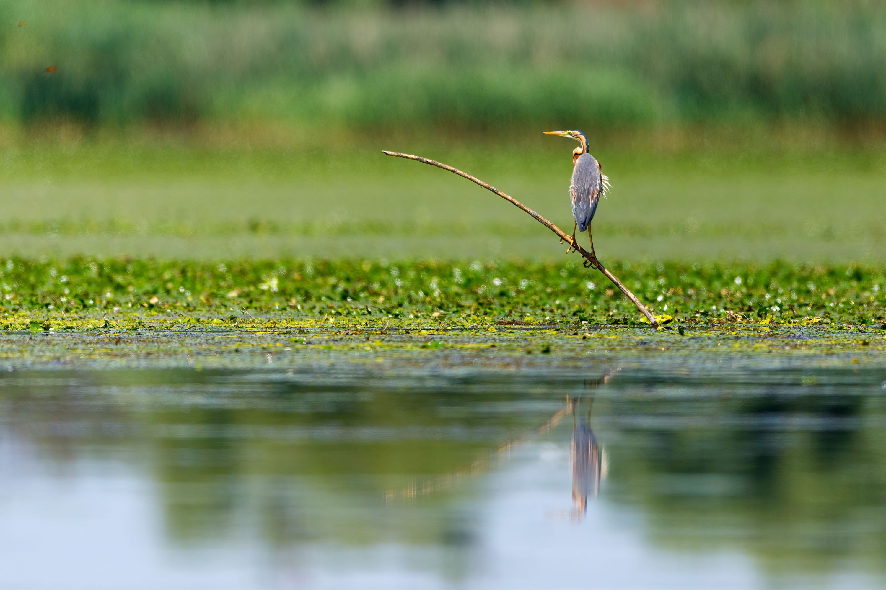 A purple heron in the wilderness of the Danube Delta.