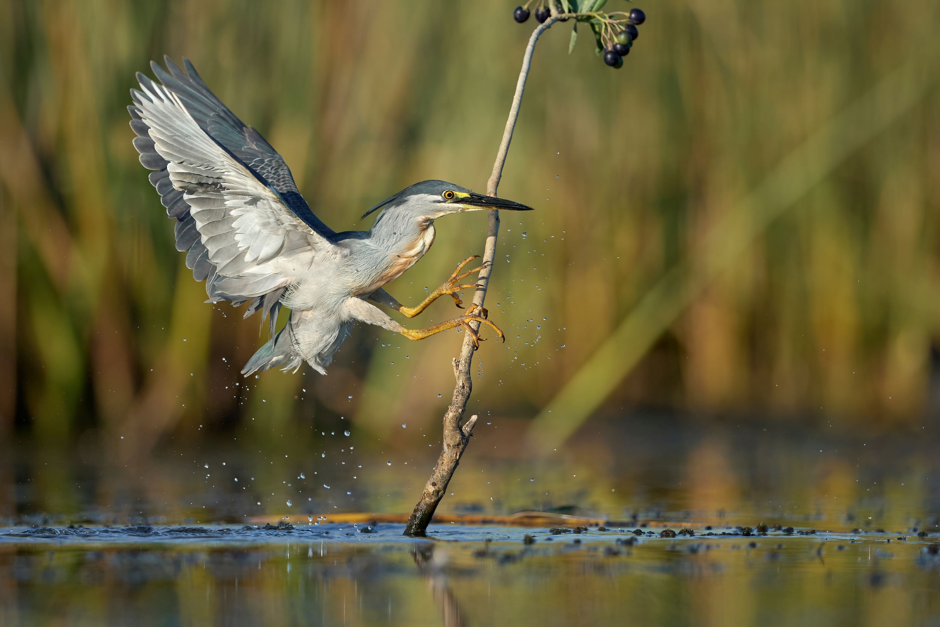 The Striated Heron