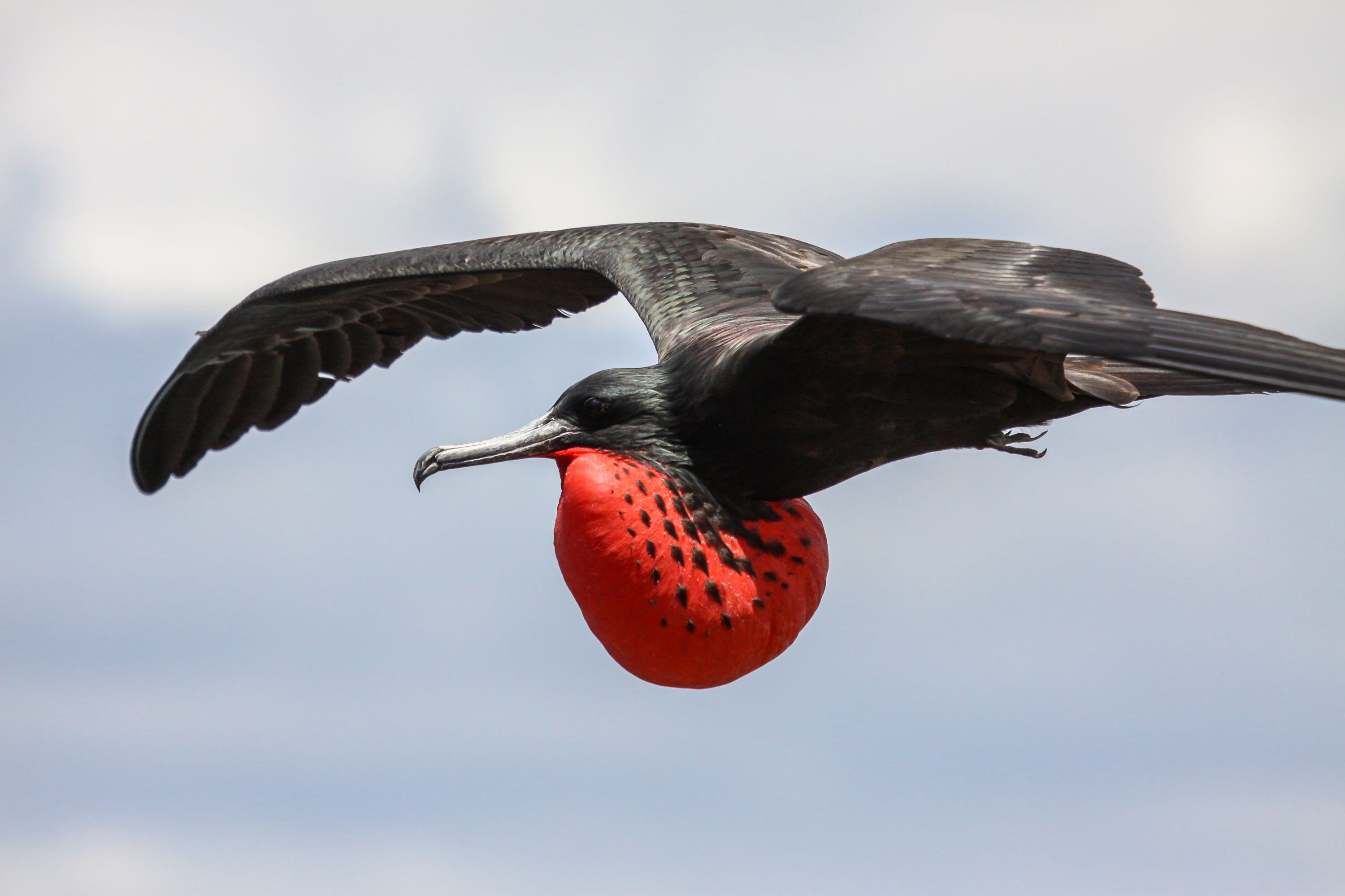 The Magnificent Frigatebird