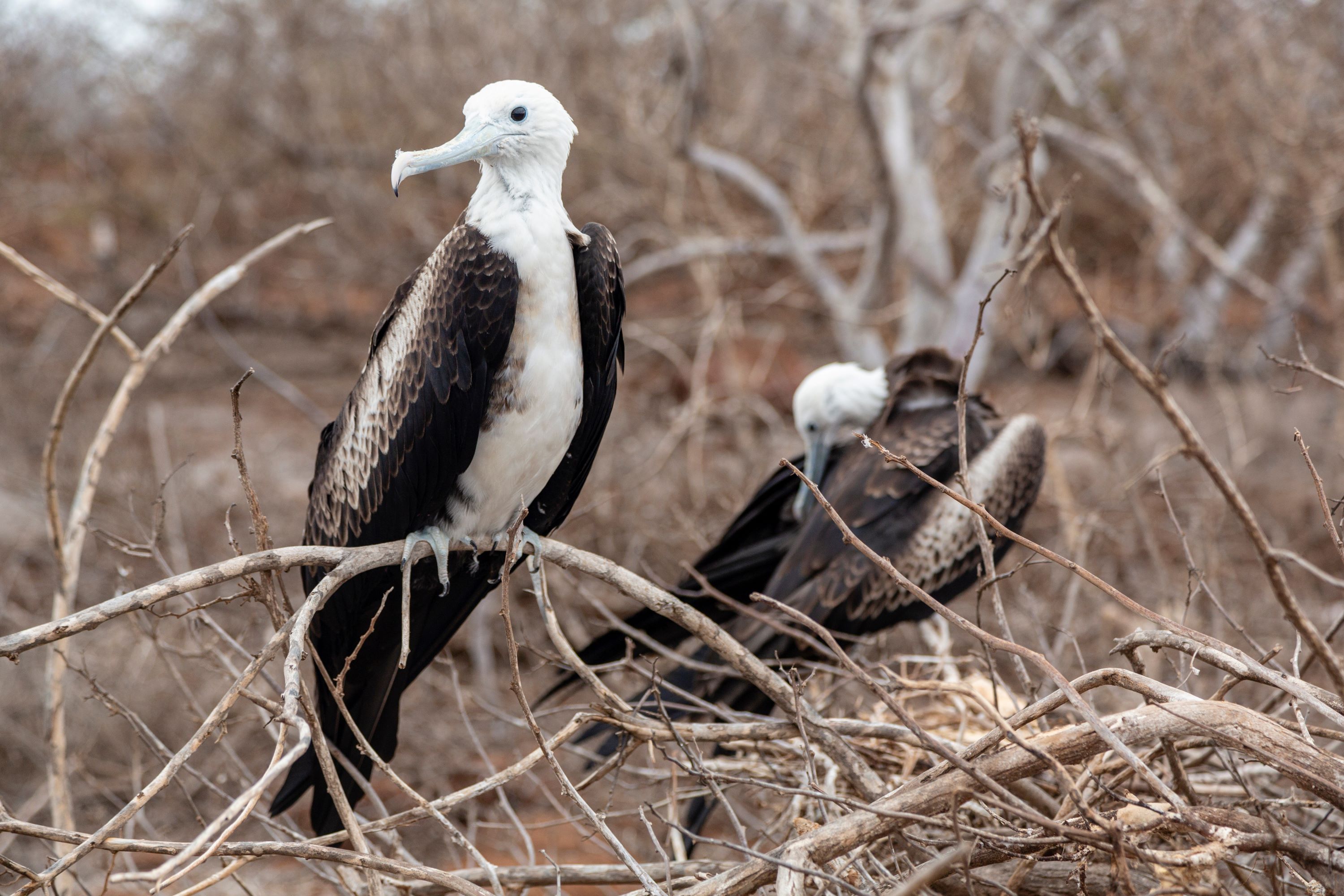 The Magnificent Frigatebird