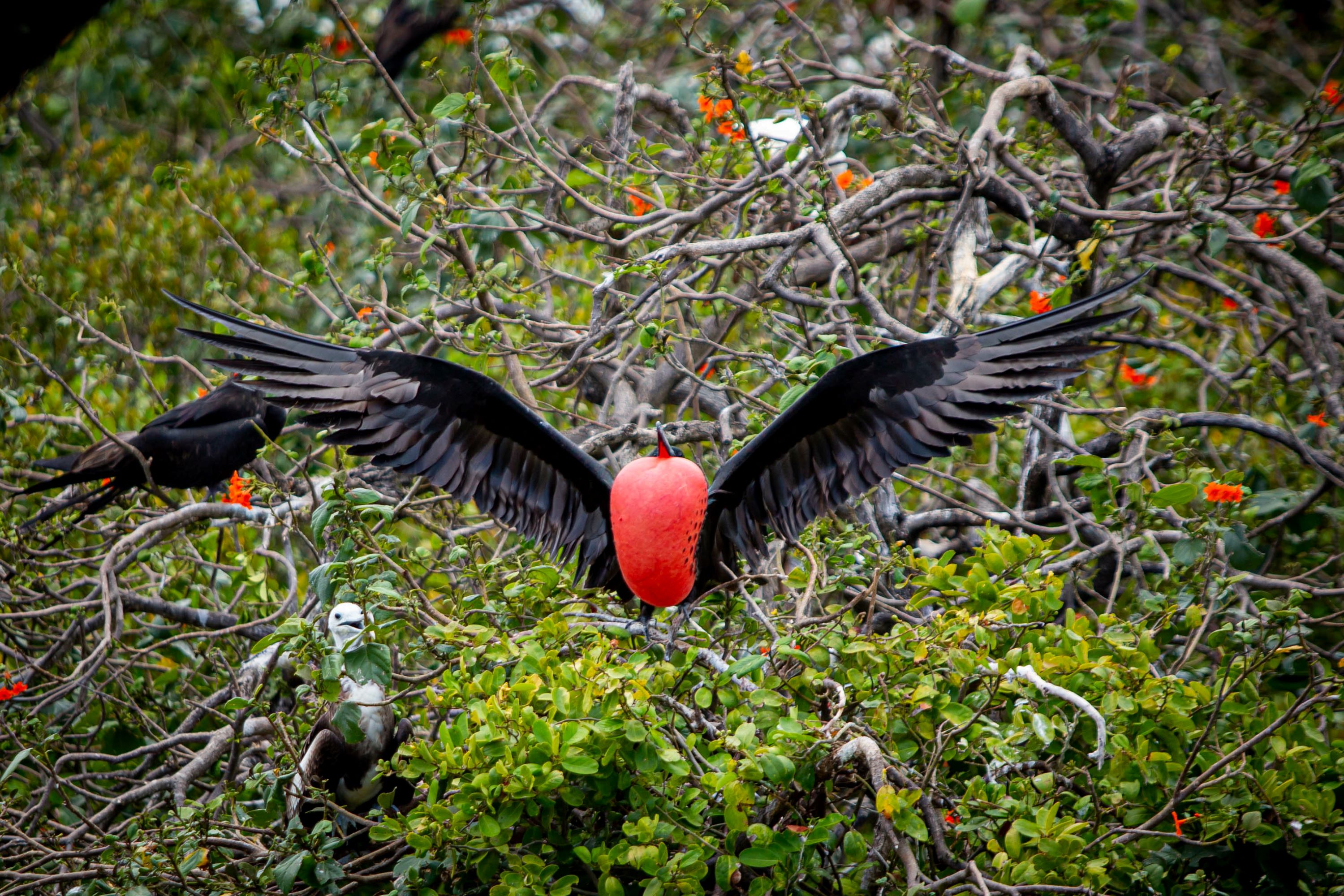 The Magnificent Frigatebird