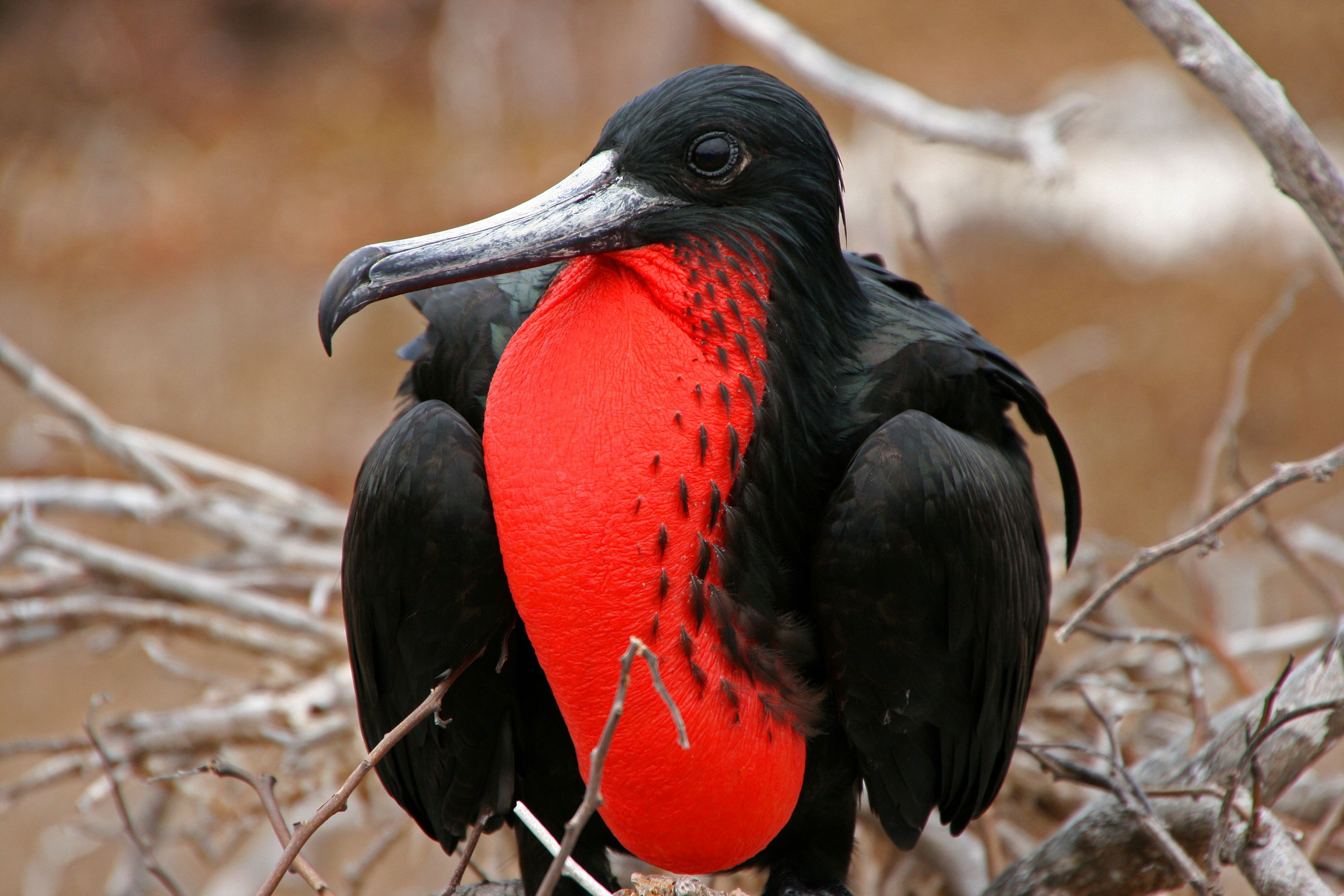 The Family Fregatidae