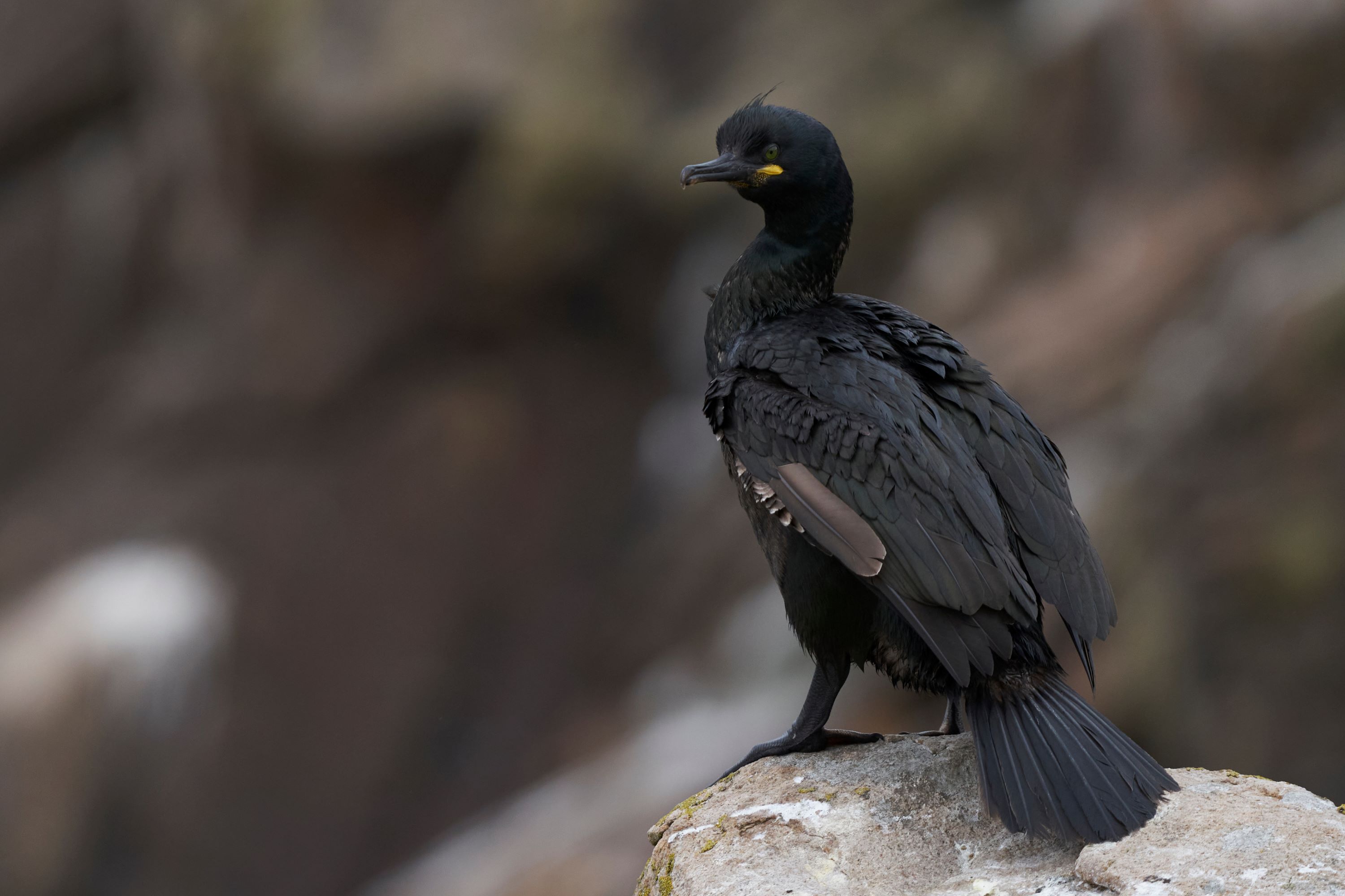 The European Shag